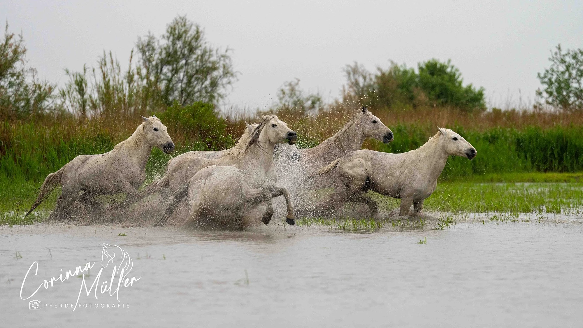 Pferdefotografie Corinna Müller