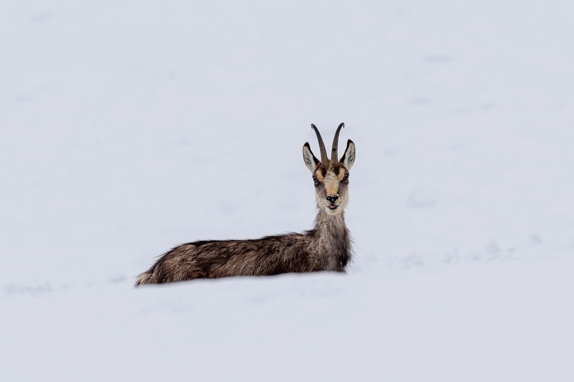 Wildtierfotografie Corinna Müller
