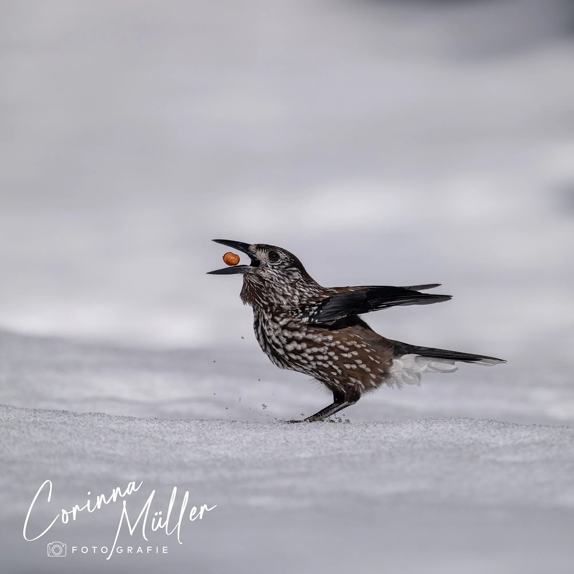 Vogelfotografie Corinna Müller