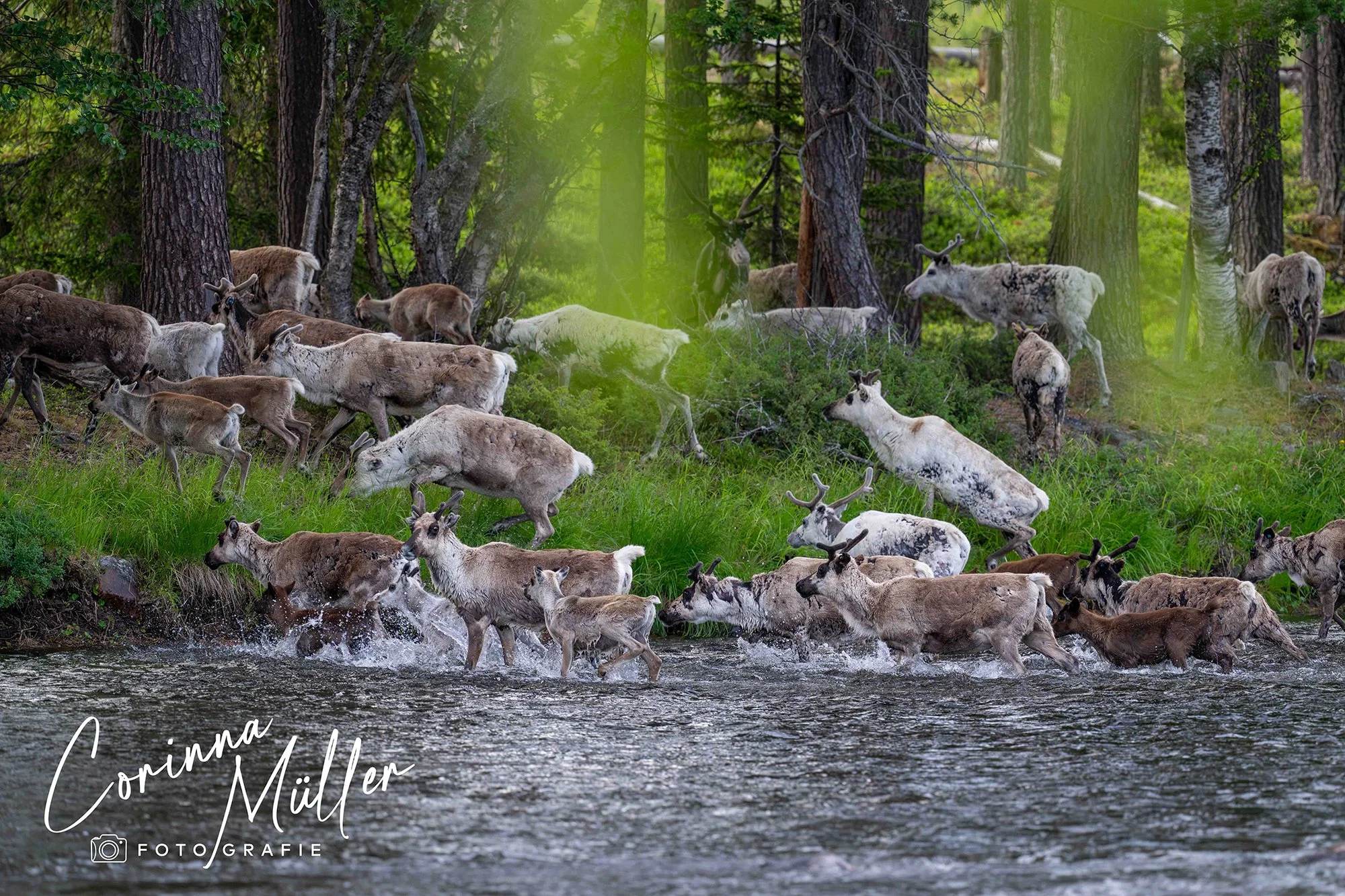 Wildtierfotografie Corinna Müller