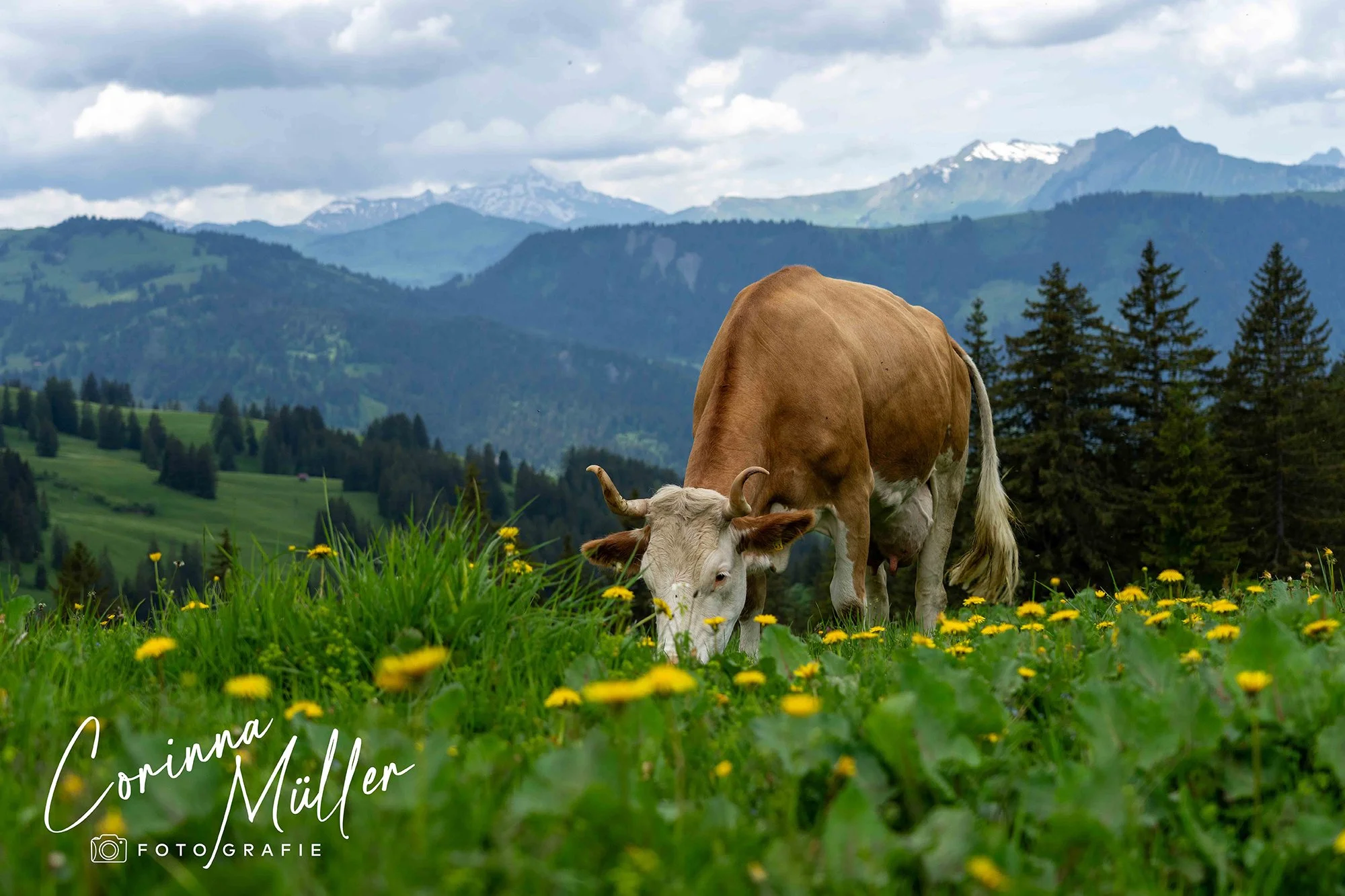 Tierfotografie Corinna Müller