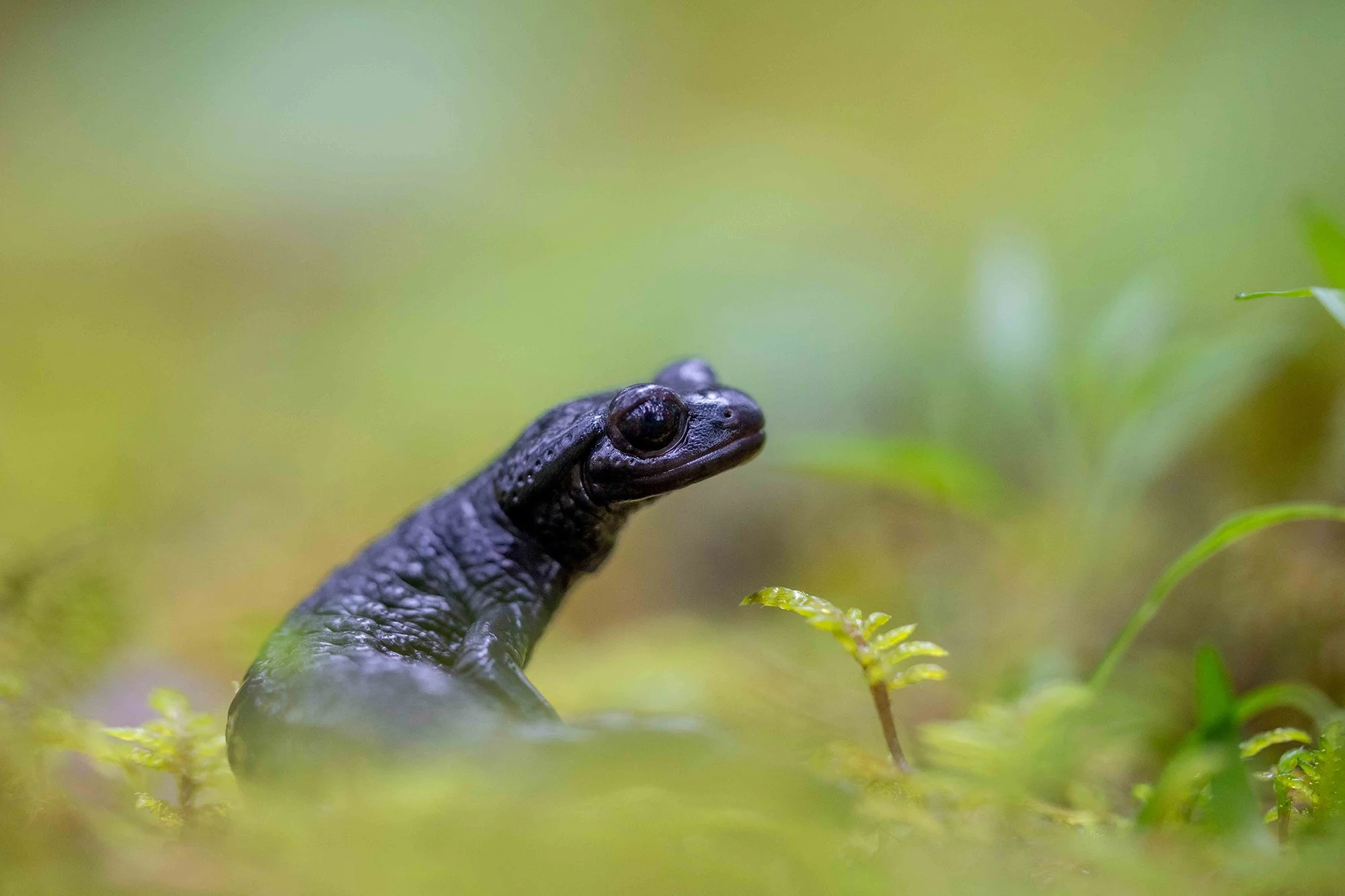 Nahaufnahme eines Alpensalamanders