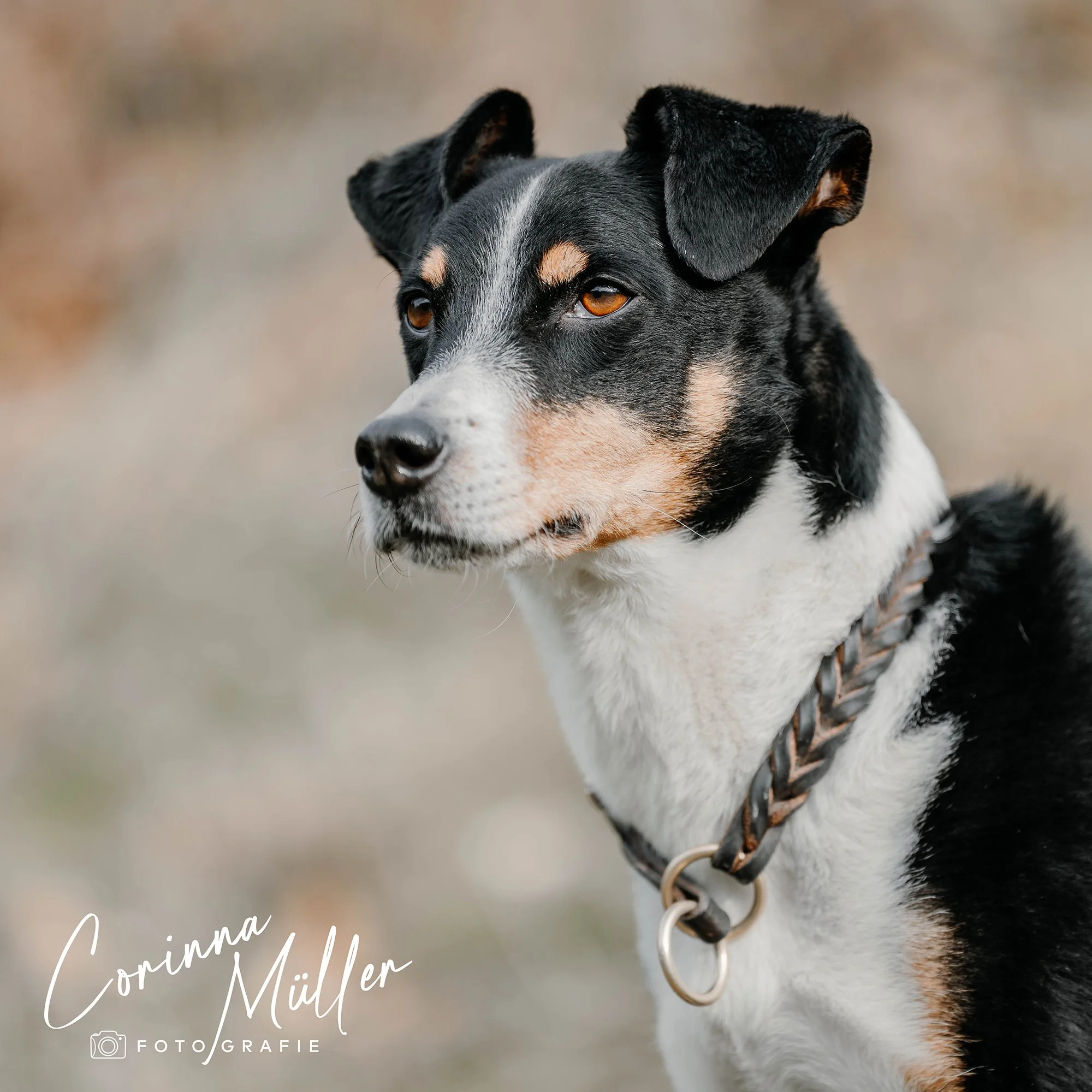 Hundefotografie Corinna Müller