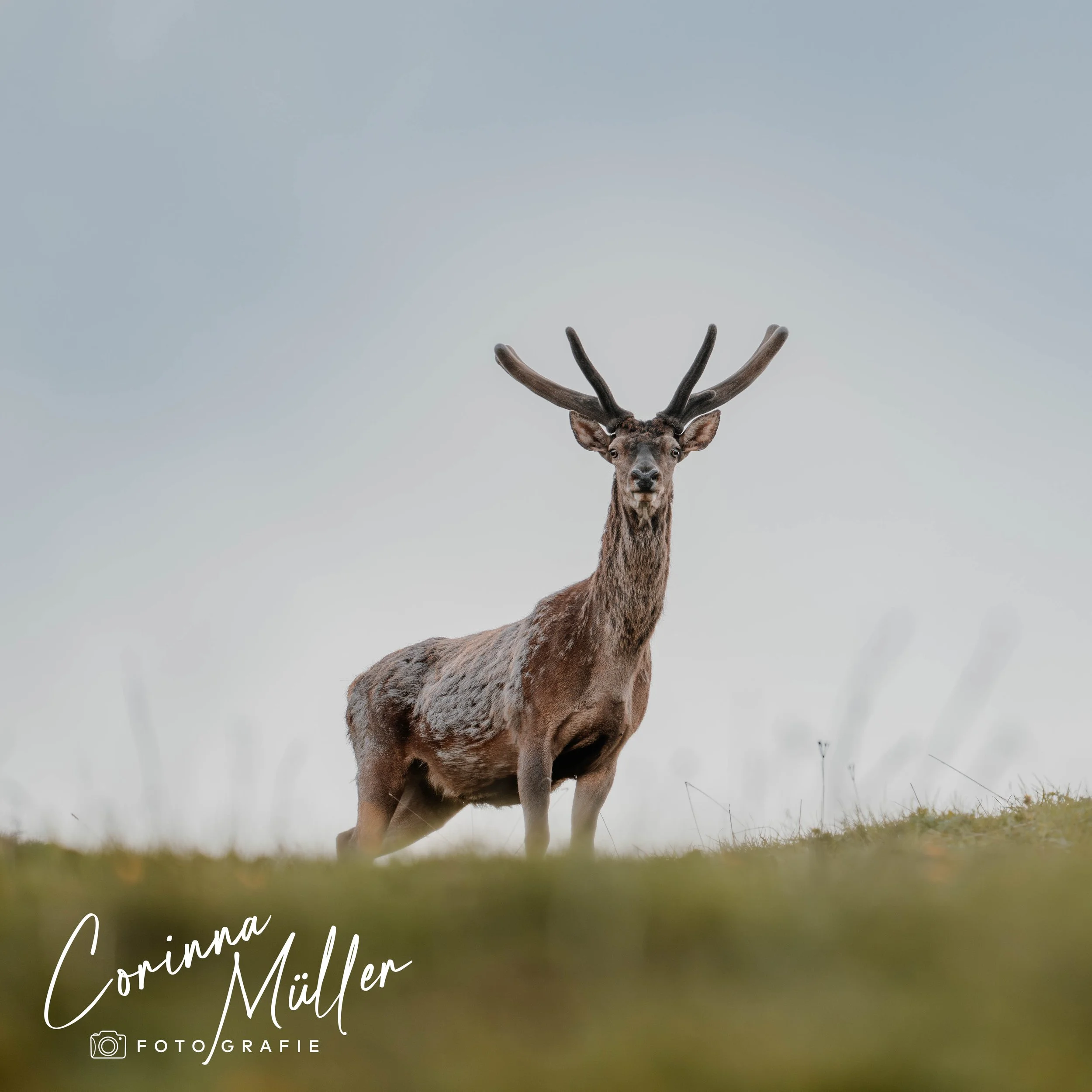 Wildtierfotografie Corinna Müller - Rothirsch, Saanenland