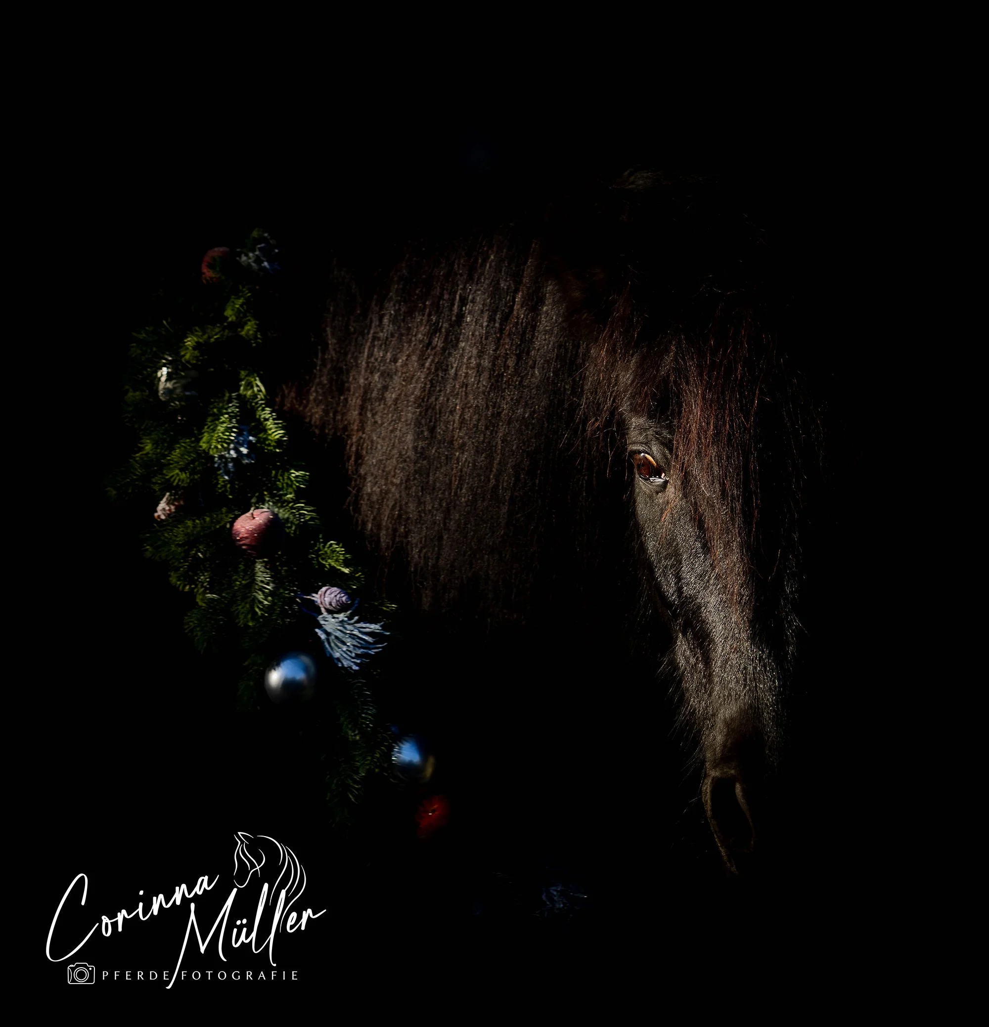Pferdefotografie Corinna Müller