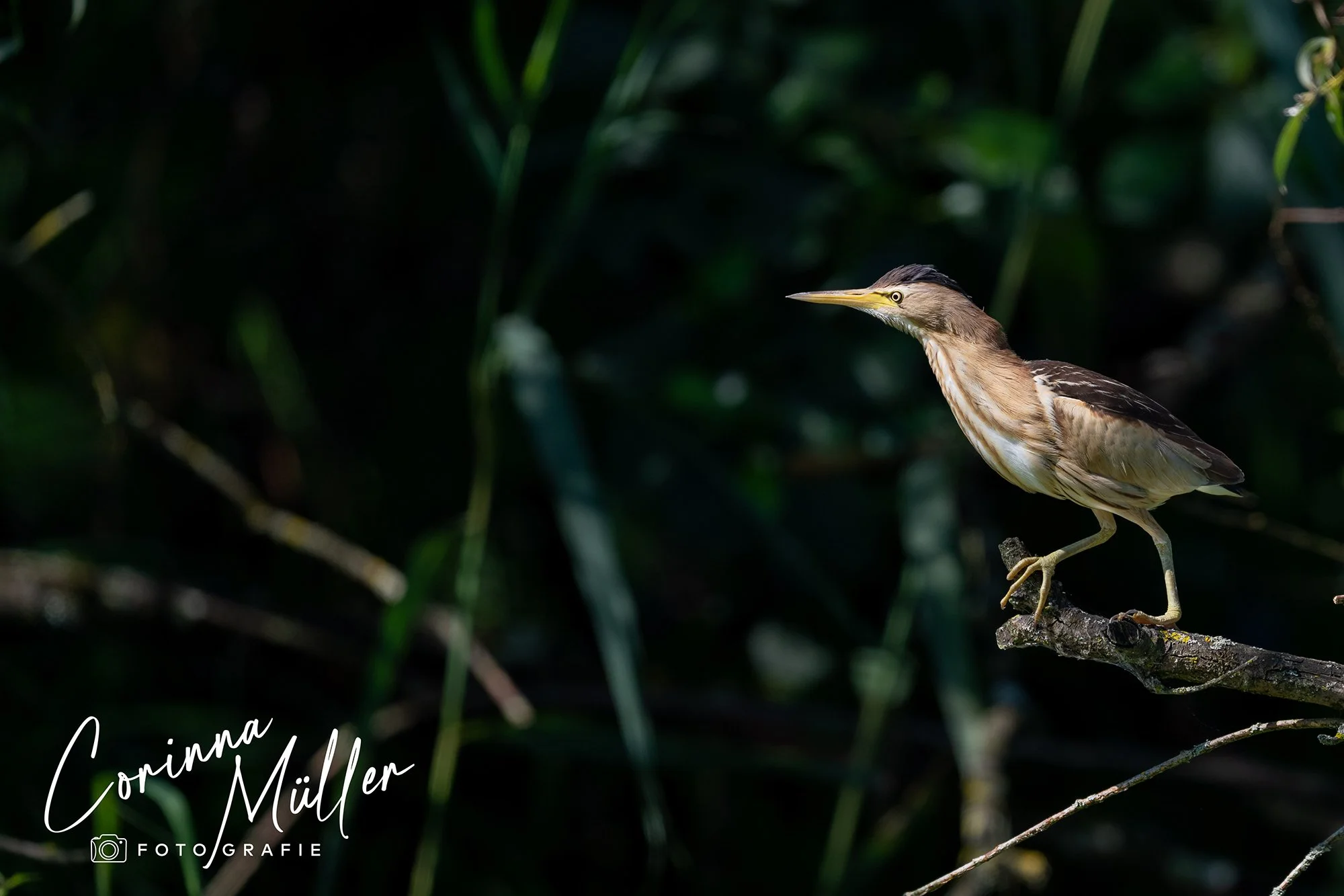Vogelfotografie Corinna Müller