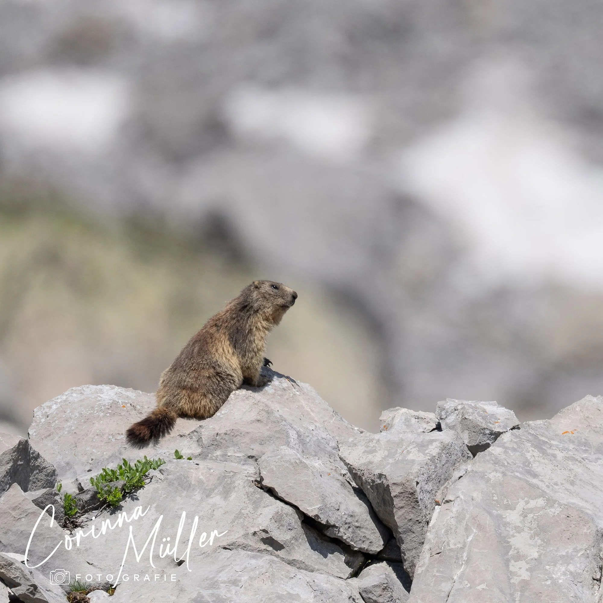 Wildtierfotografie Corinna Müller