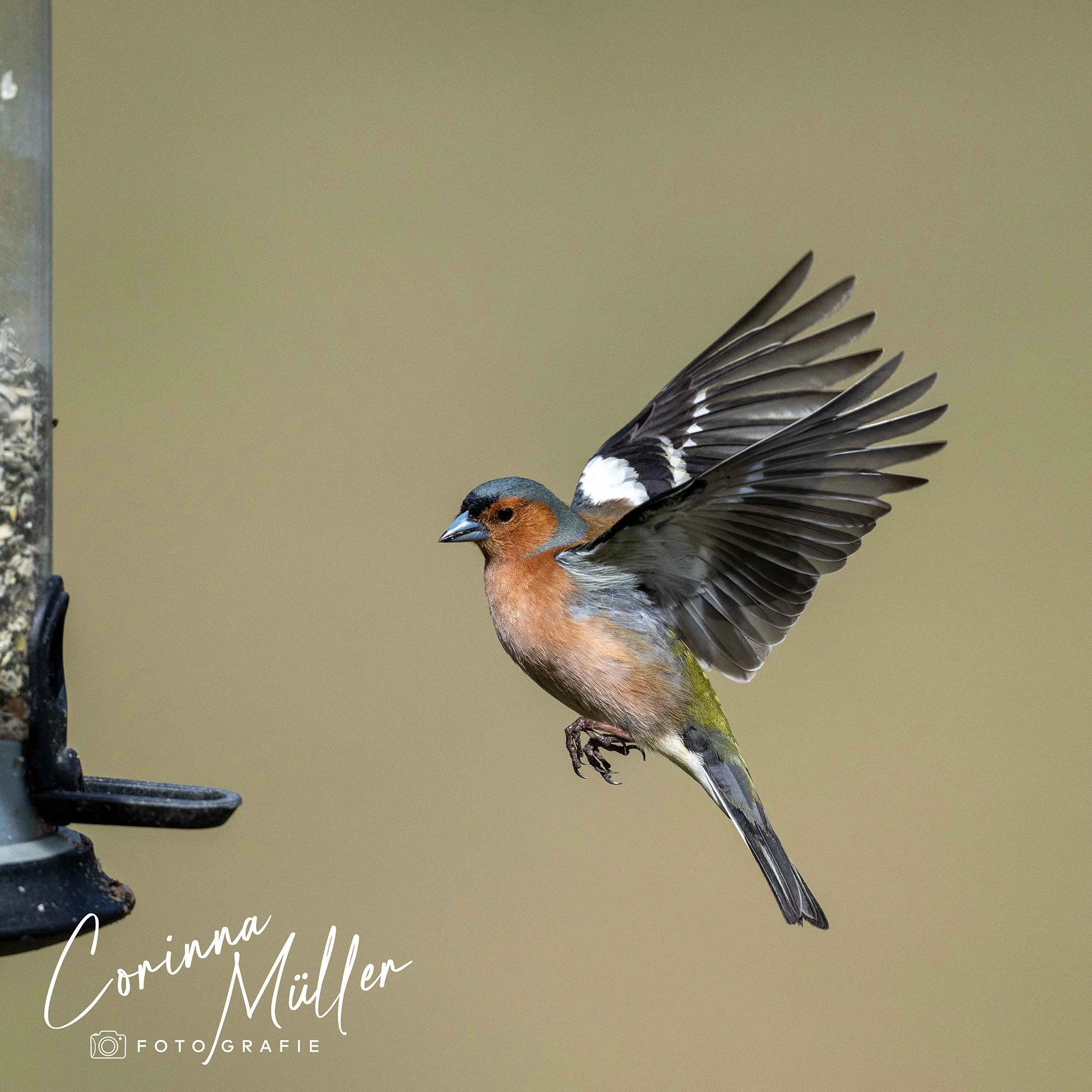 Vogelfotografie Corinna Müller