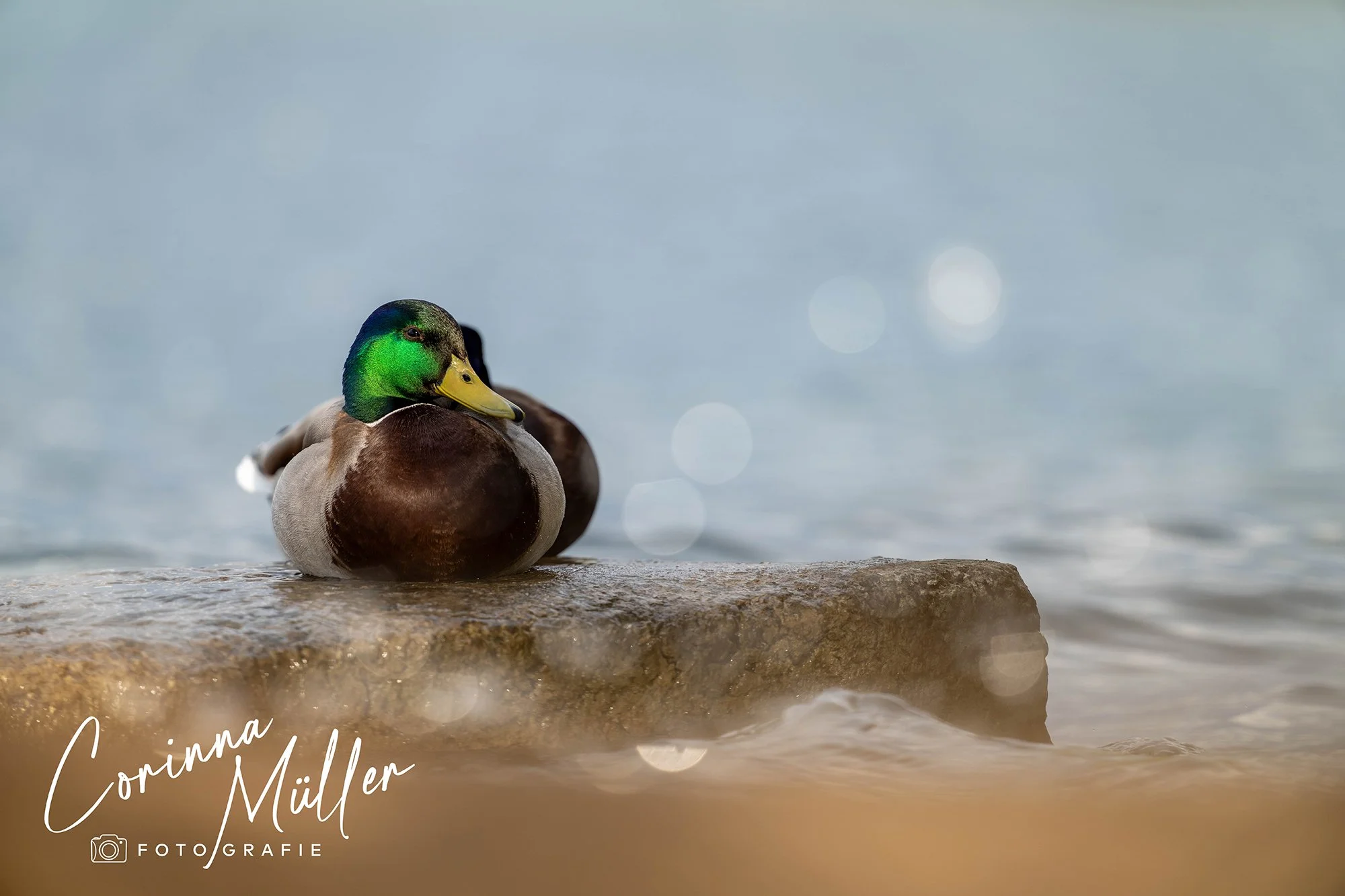 Vogelfotografie Corinna Müller