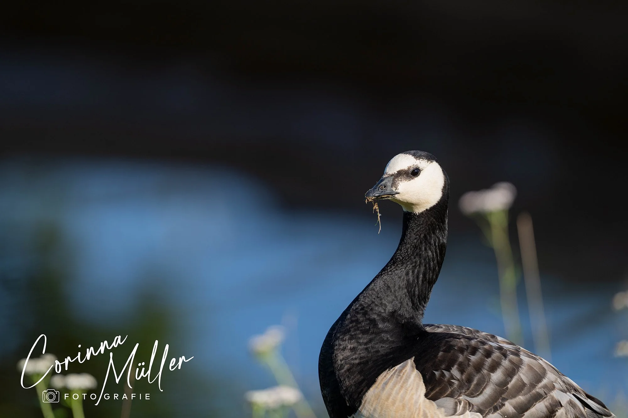 Vogelfotografie Corinna Müller