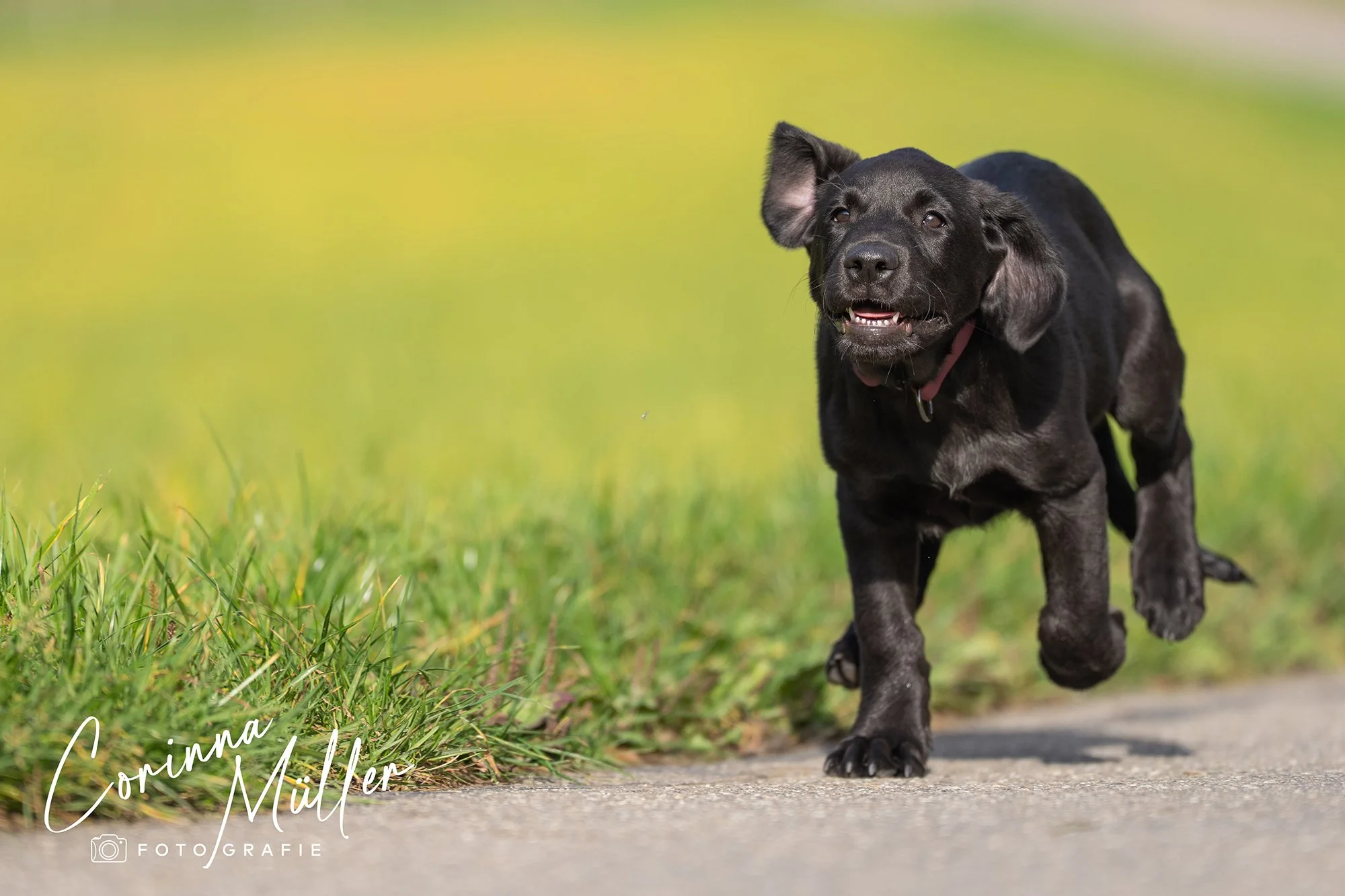Hundefotografie Corinna Müller