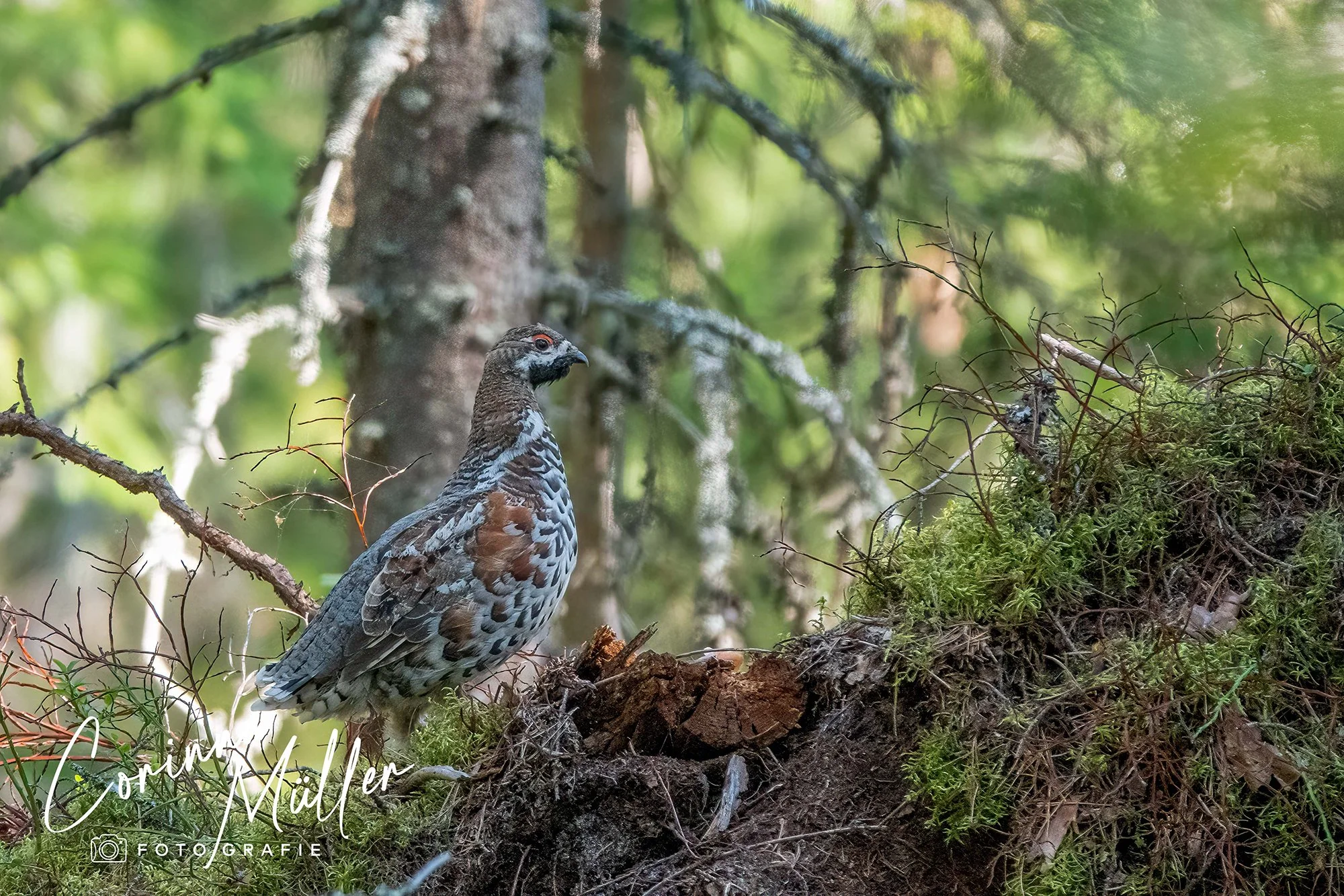 Vogelfotografie Corinna Müller