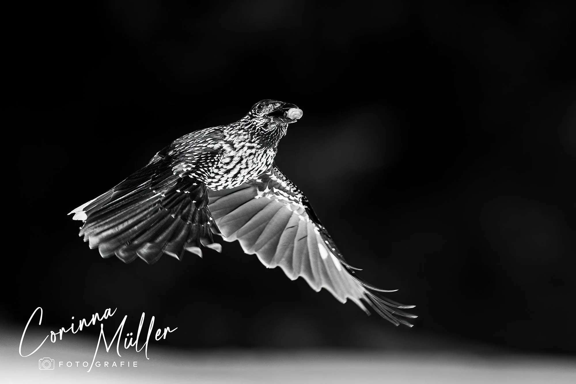 Vogelfotografie Corinna Müller
