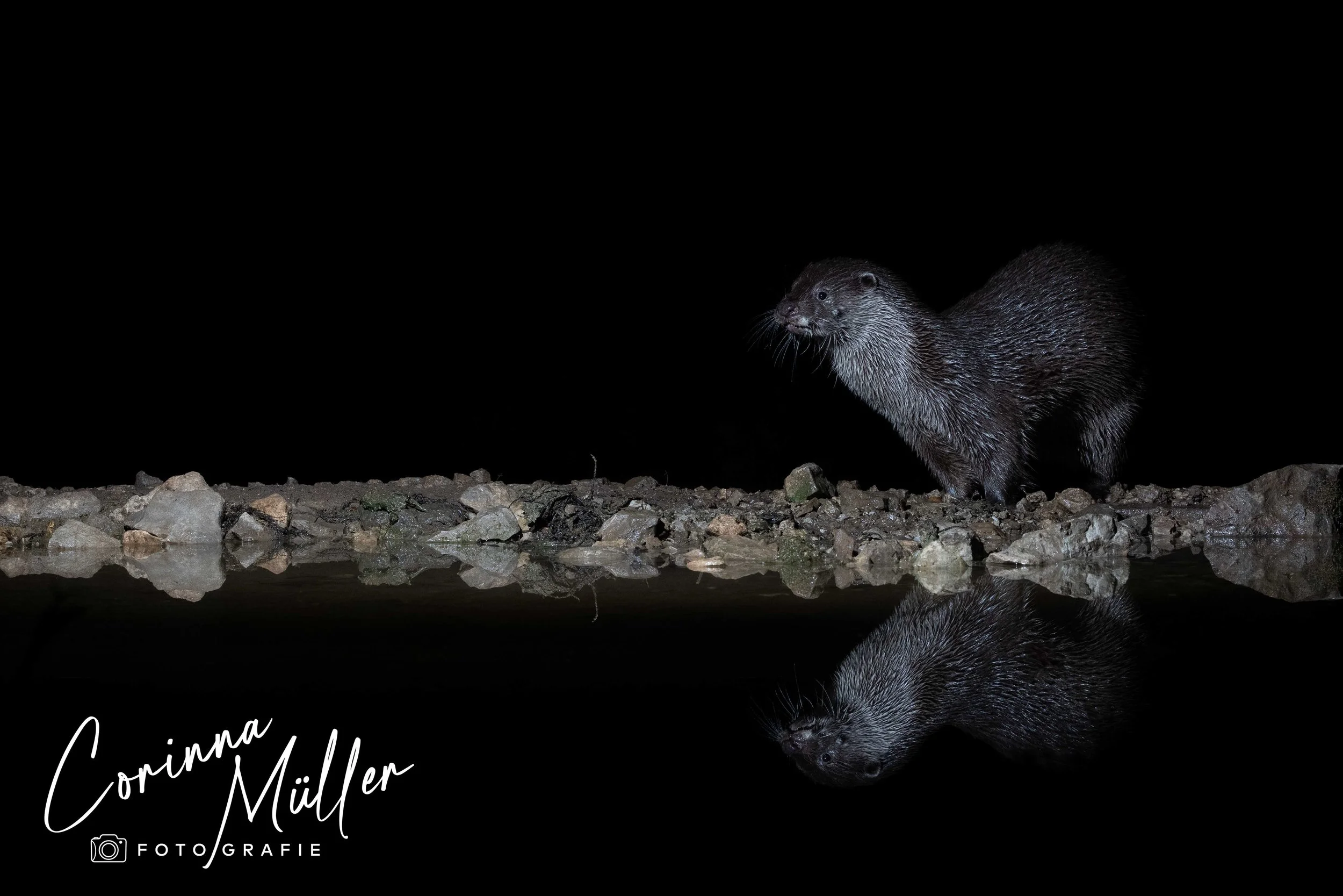 Wildtierfotografie Corinna Müller - Fischotter, Slowenien