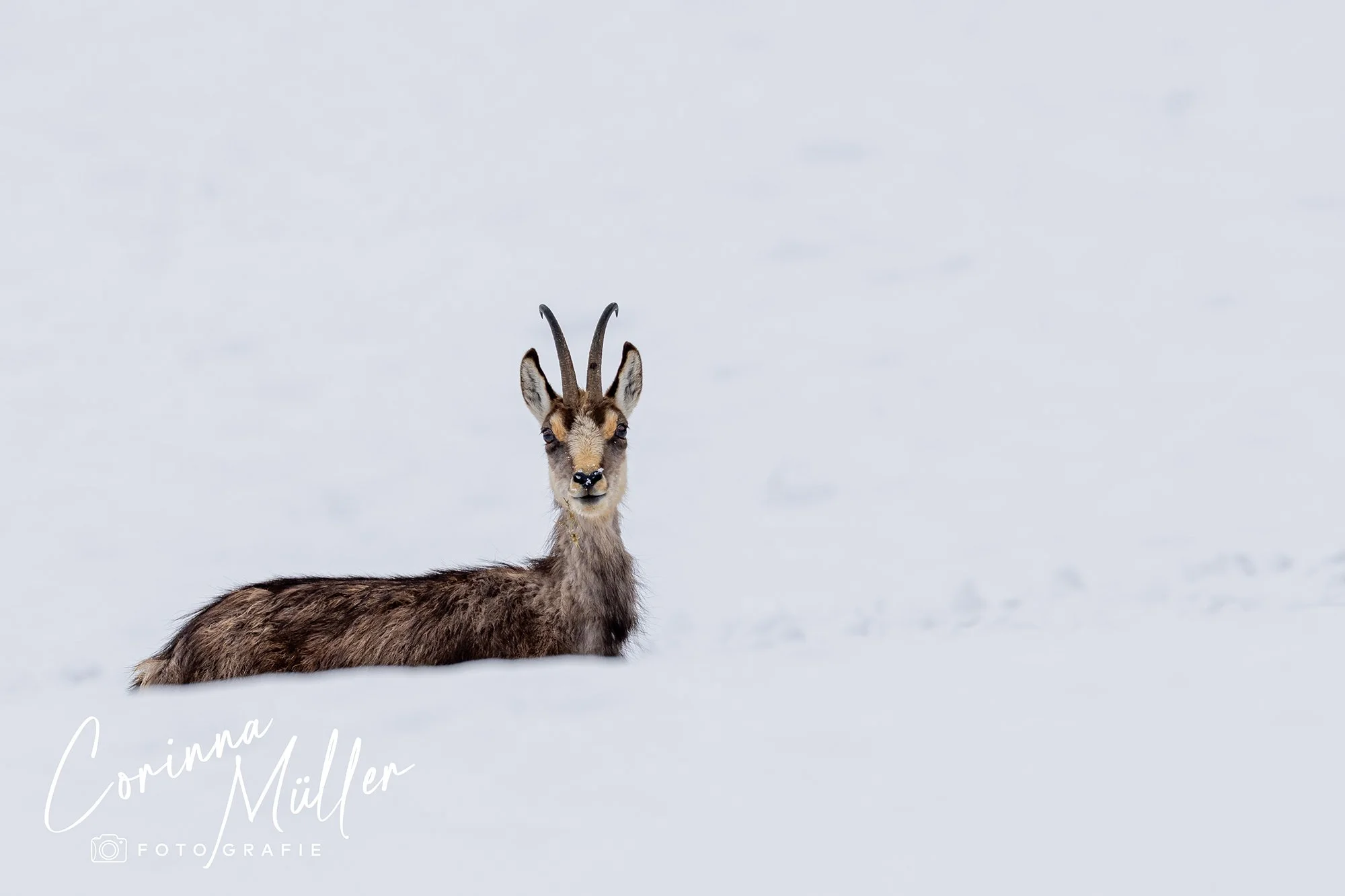 Wildtierfotografie Corinna Müller