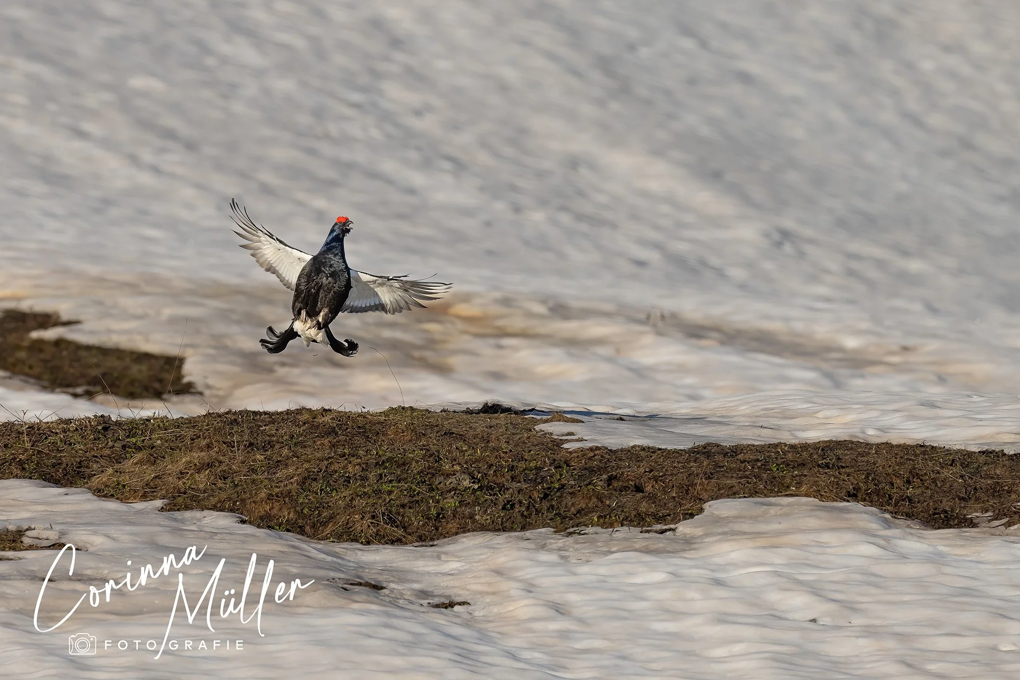 Vogelfotografie Corinna Müller