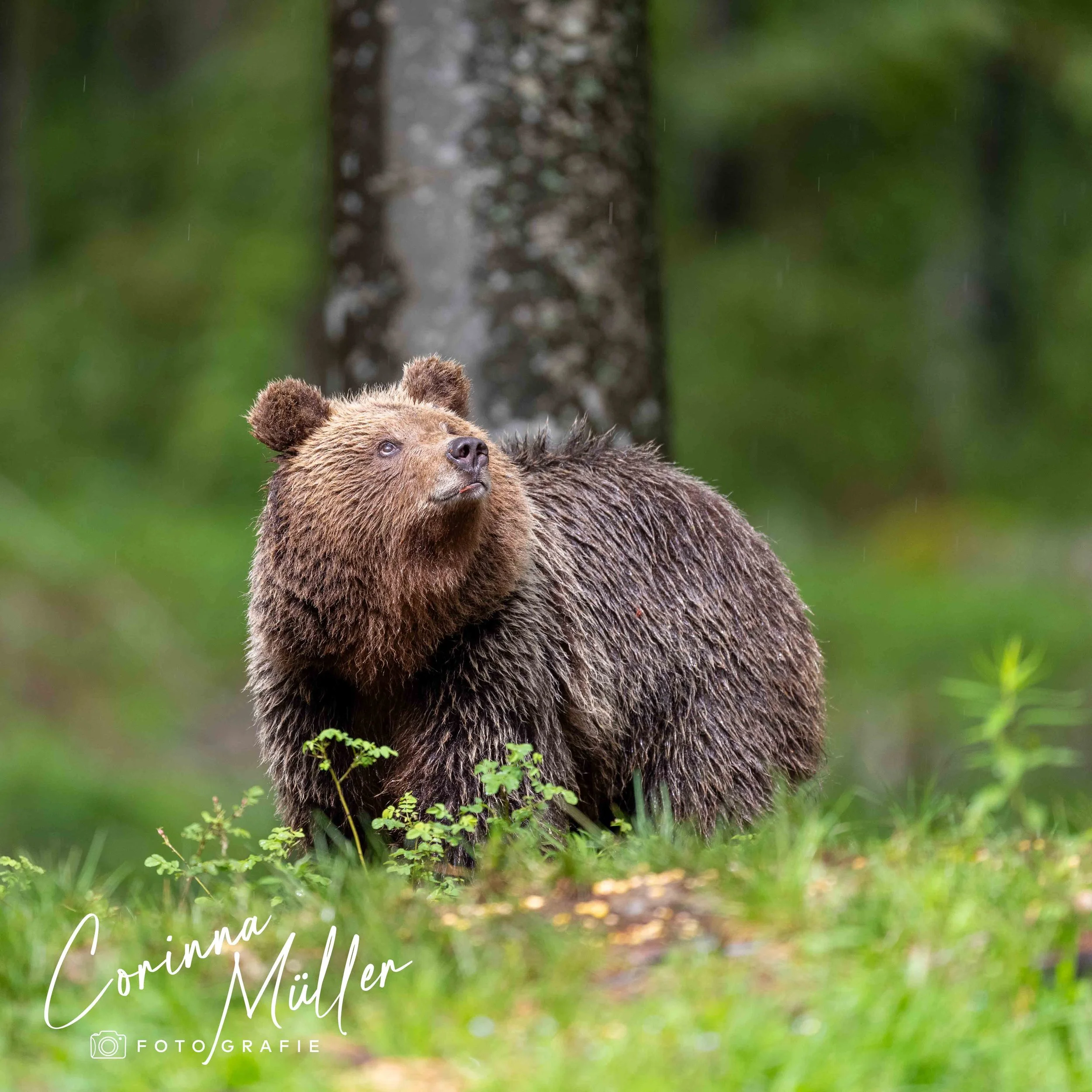 Wildtierfotografie Corinna Müller - Braunbär, Slowenien