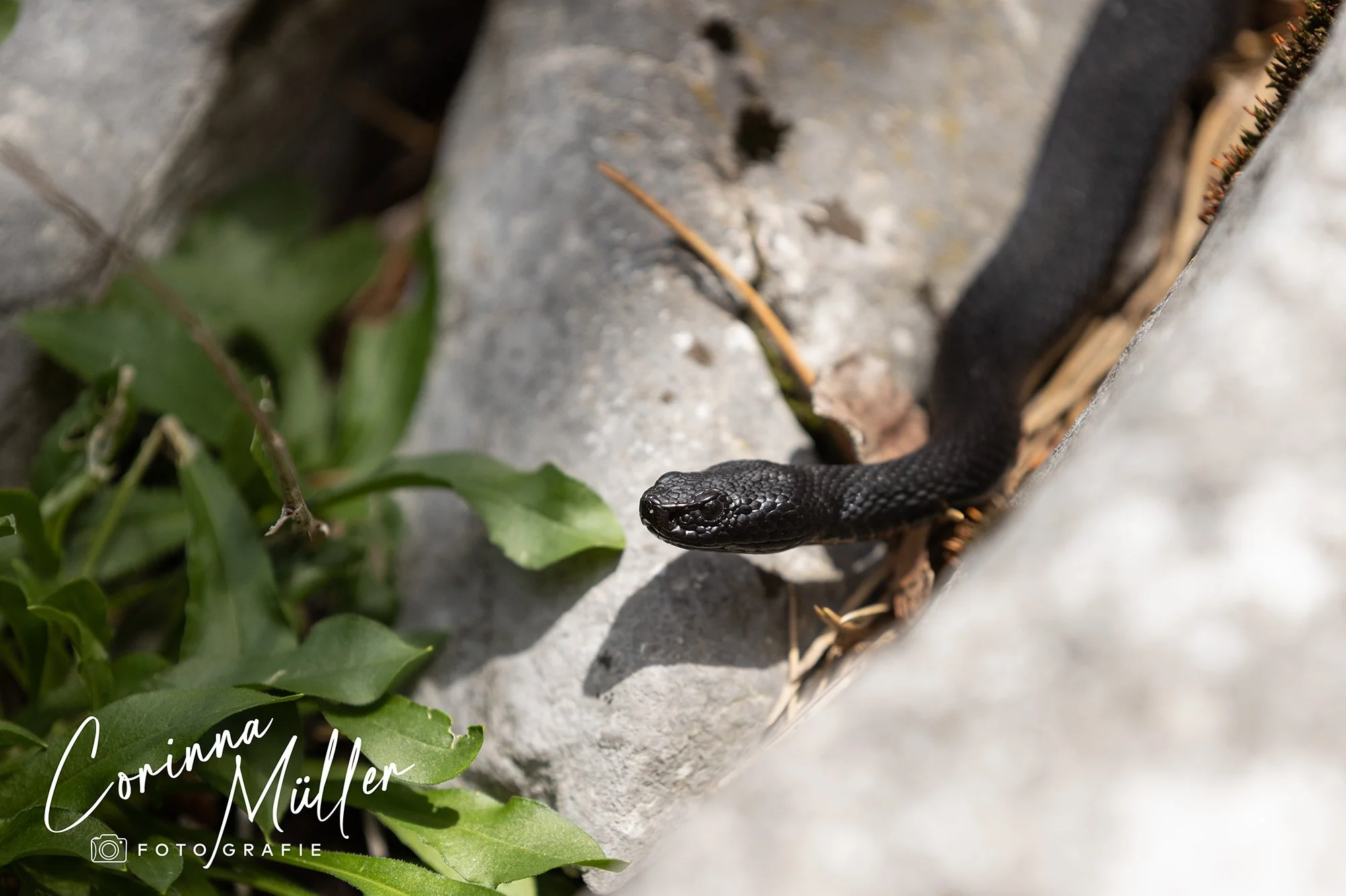 Wildtierfotografie Corinna Müller