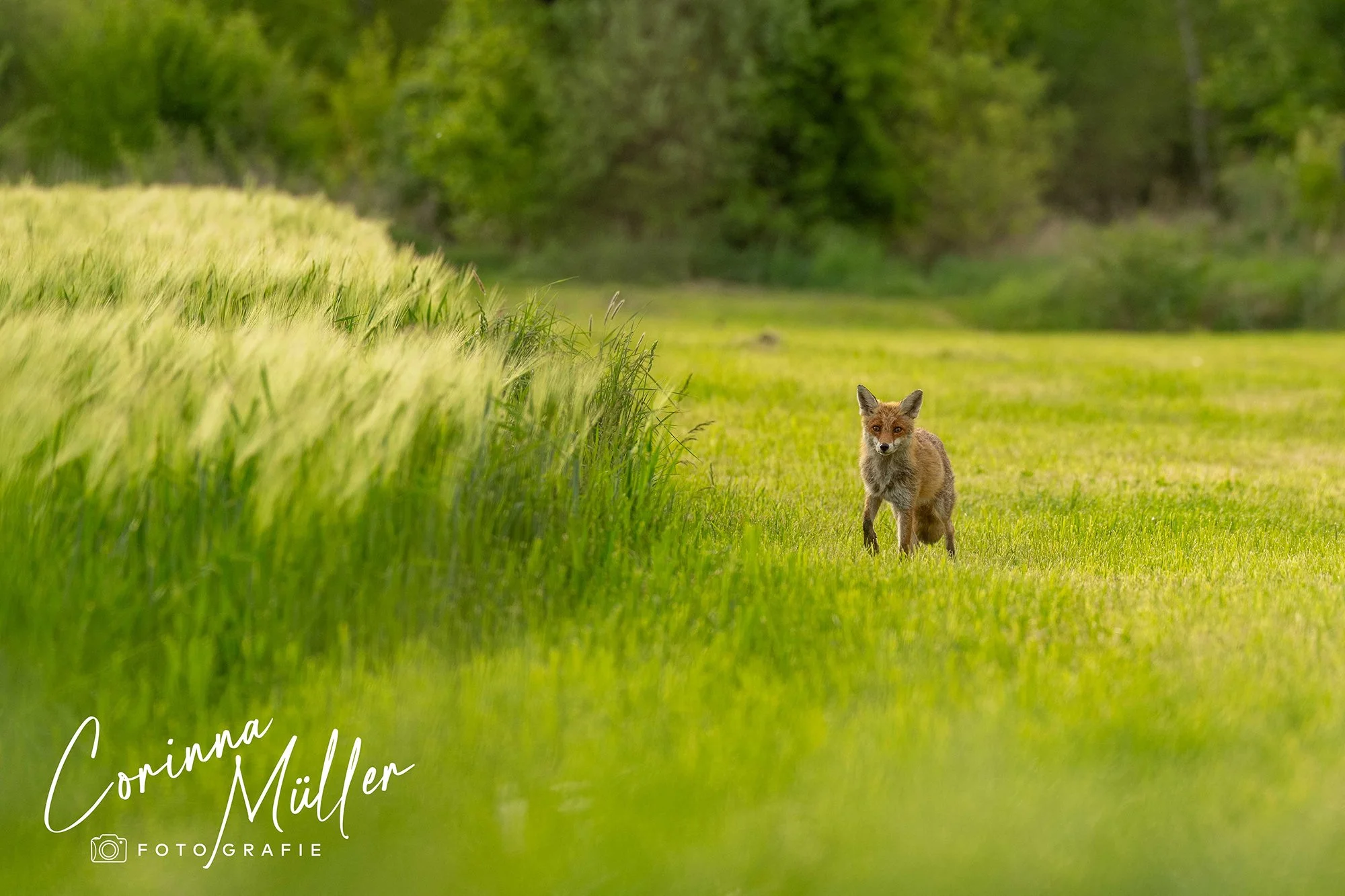 Wildtierfotografie Corinna Müller