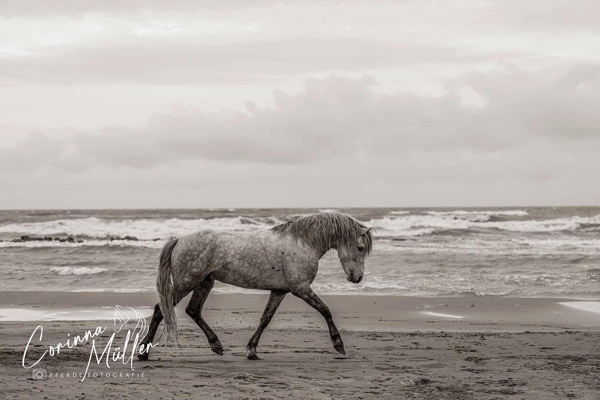 Pferdefotografie Corinna Müller