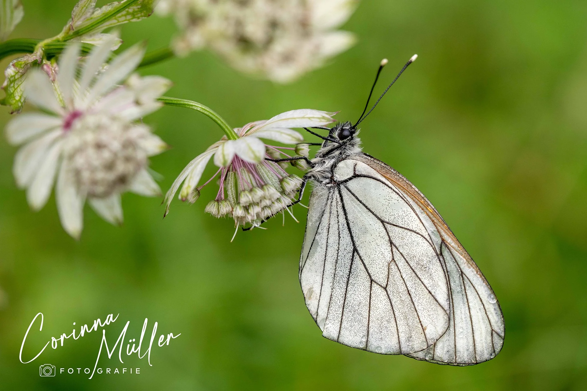 Wildtierfotografie Corinna Müller