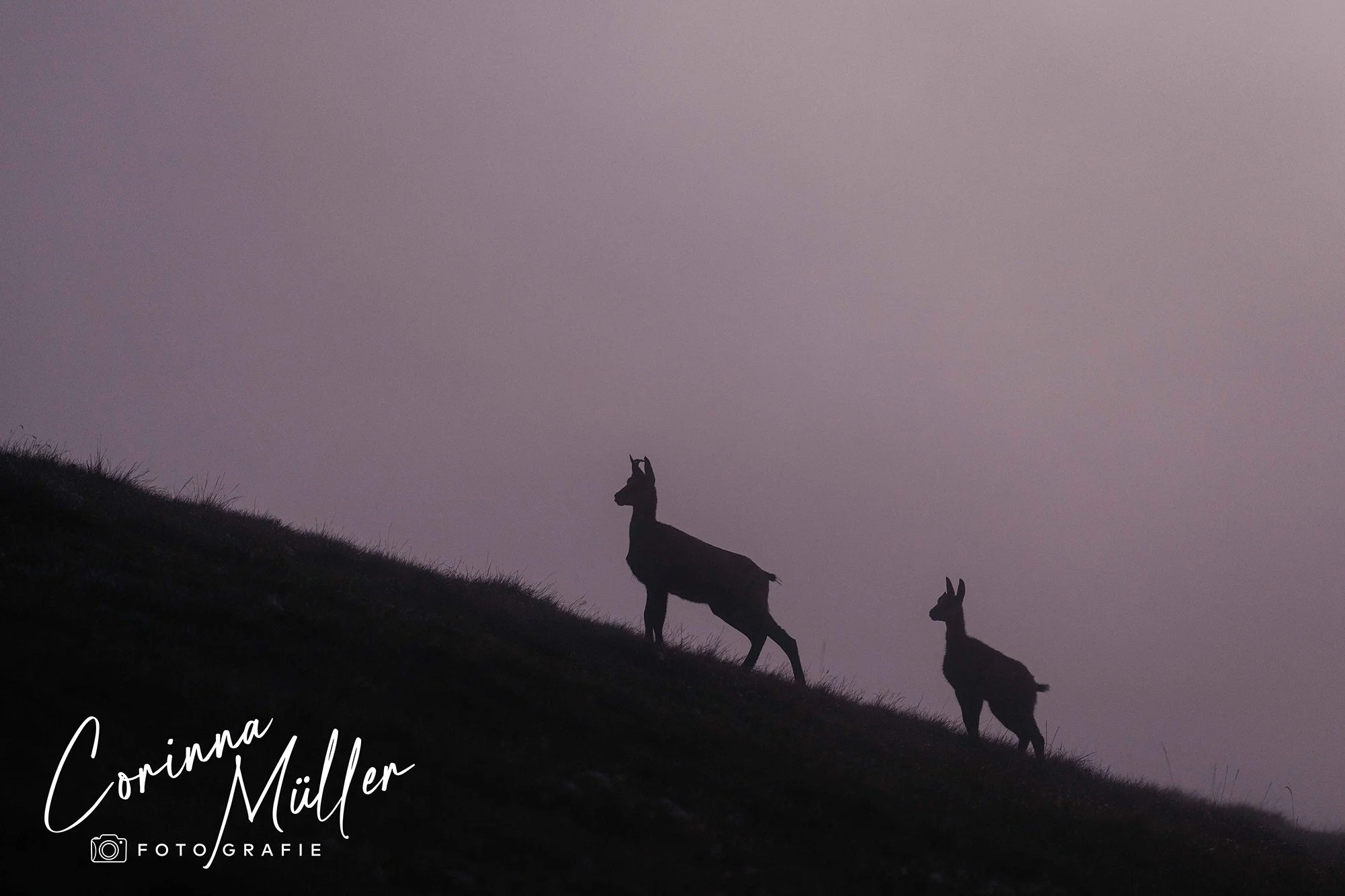 Wildtierfotografie Corinna Müller