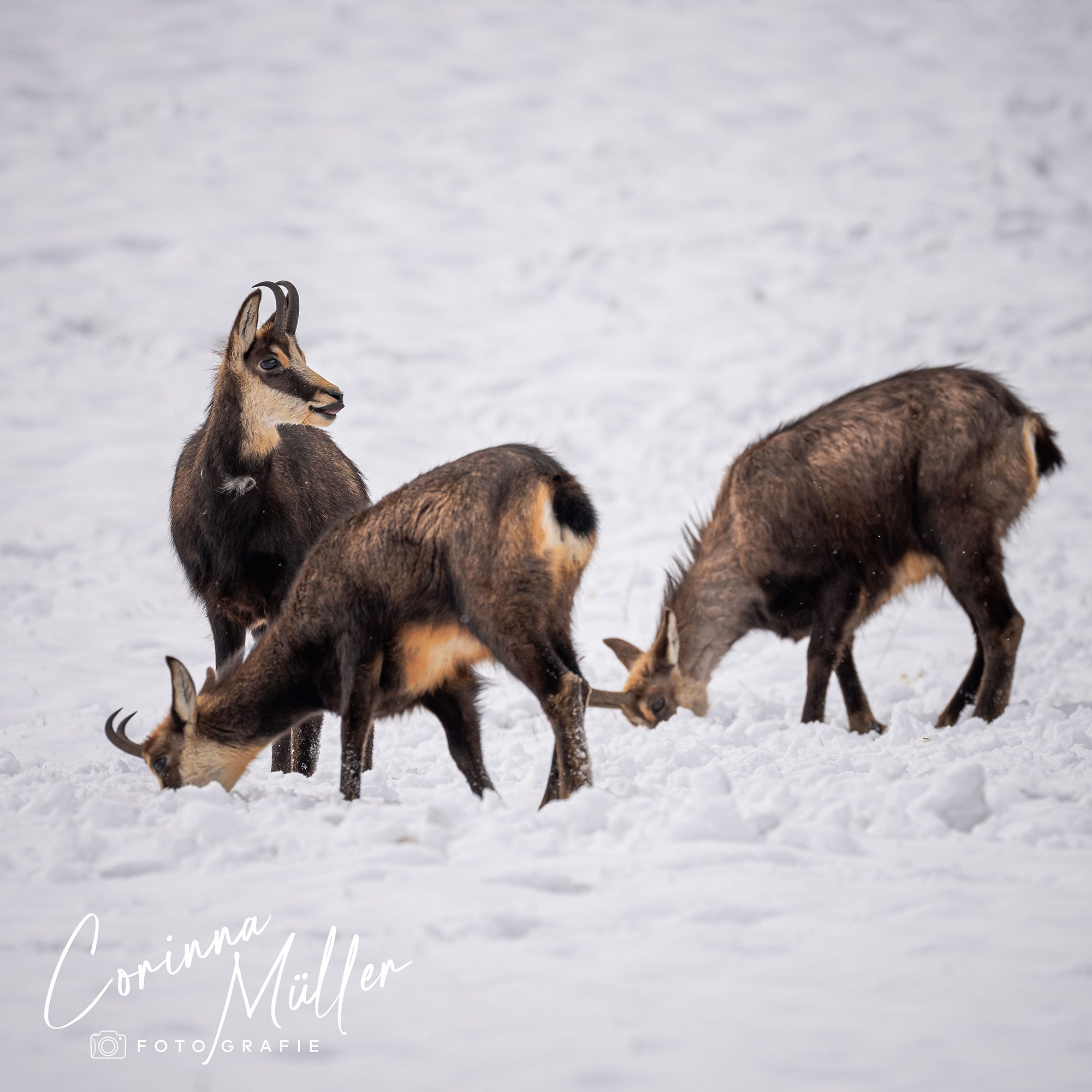 Wildtierfotografie Corinna Müller