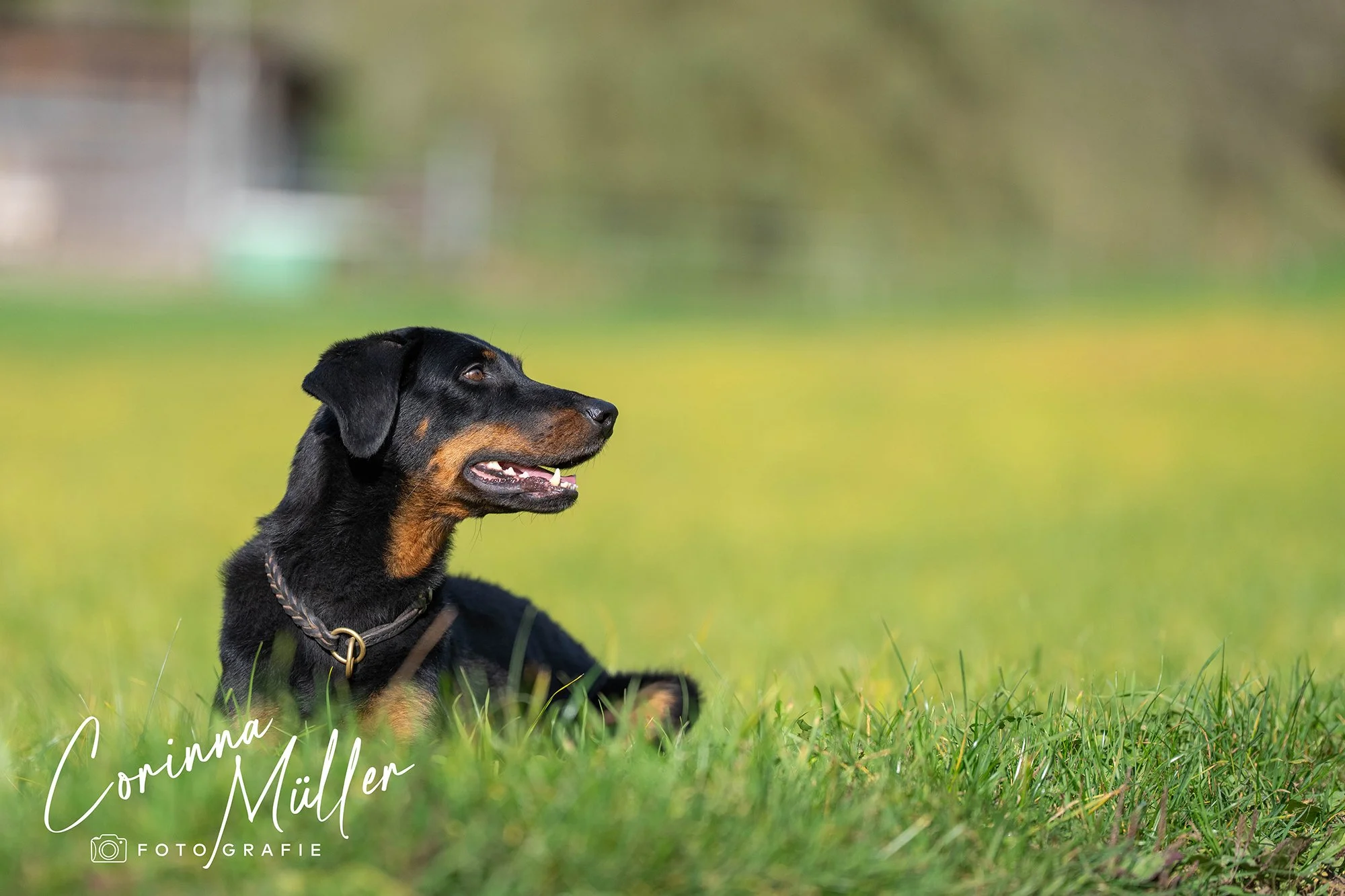 Hundefotografie Corinna Müller