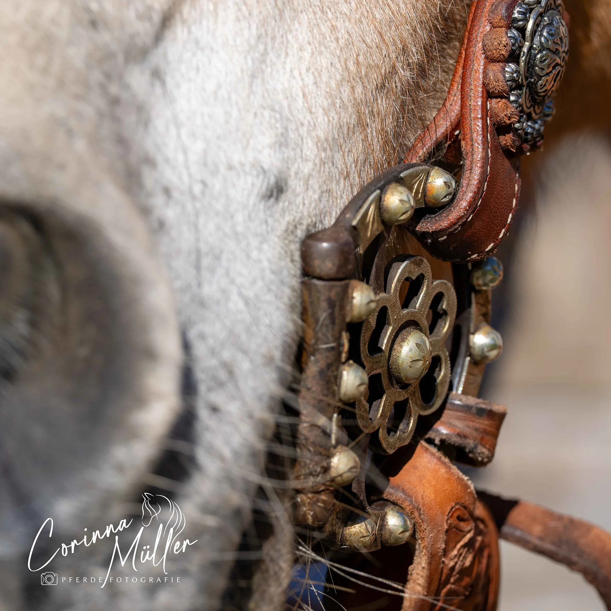 Pferdefotografie Corinna Müller