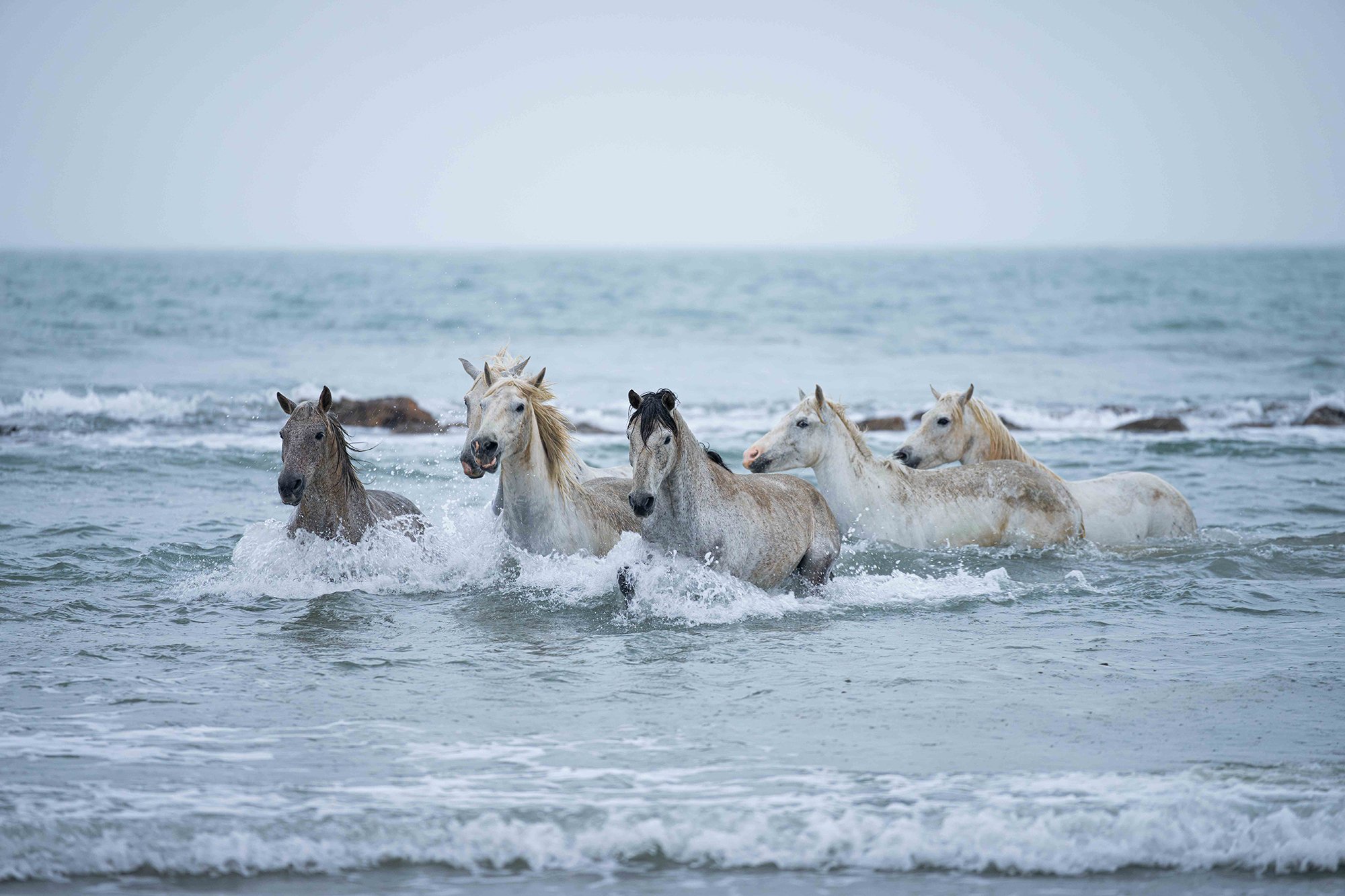Pferdefotografie Corinna Müller