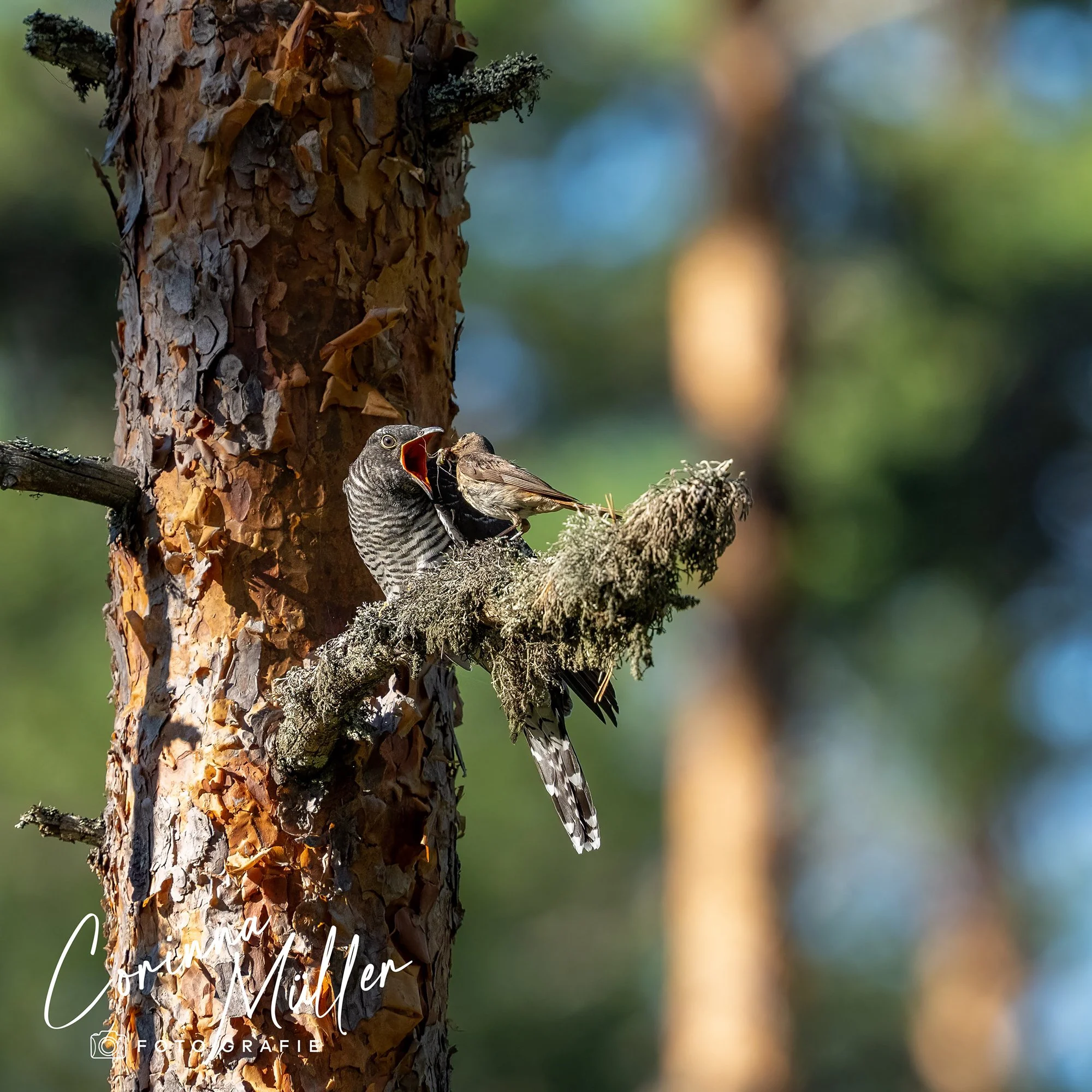 Vogelfotografie Corinna Müller