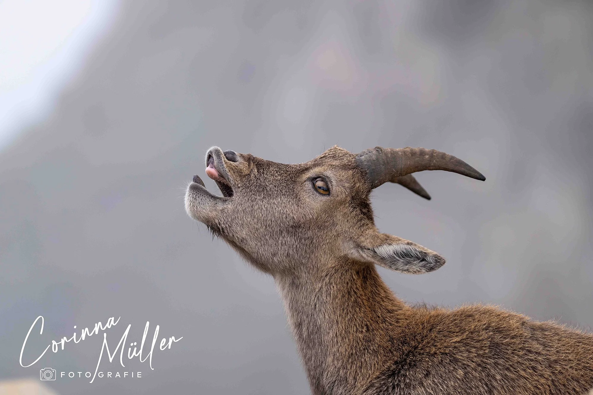 Wildtierfotografie Corinna Müller