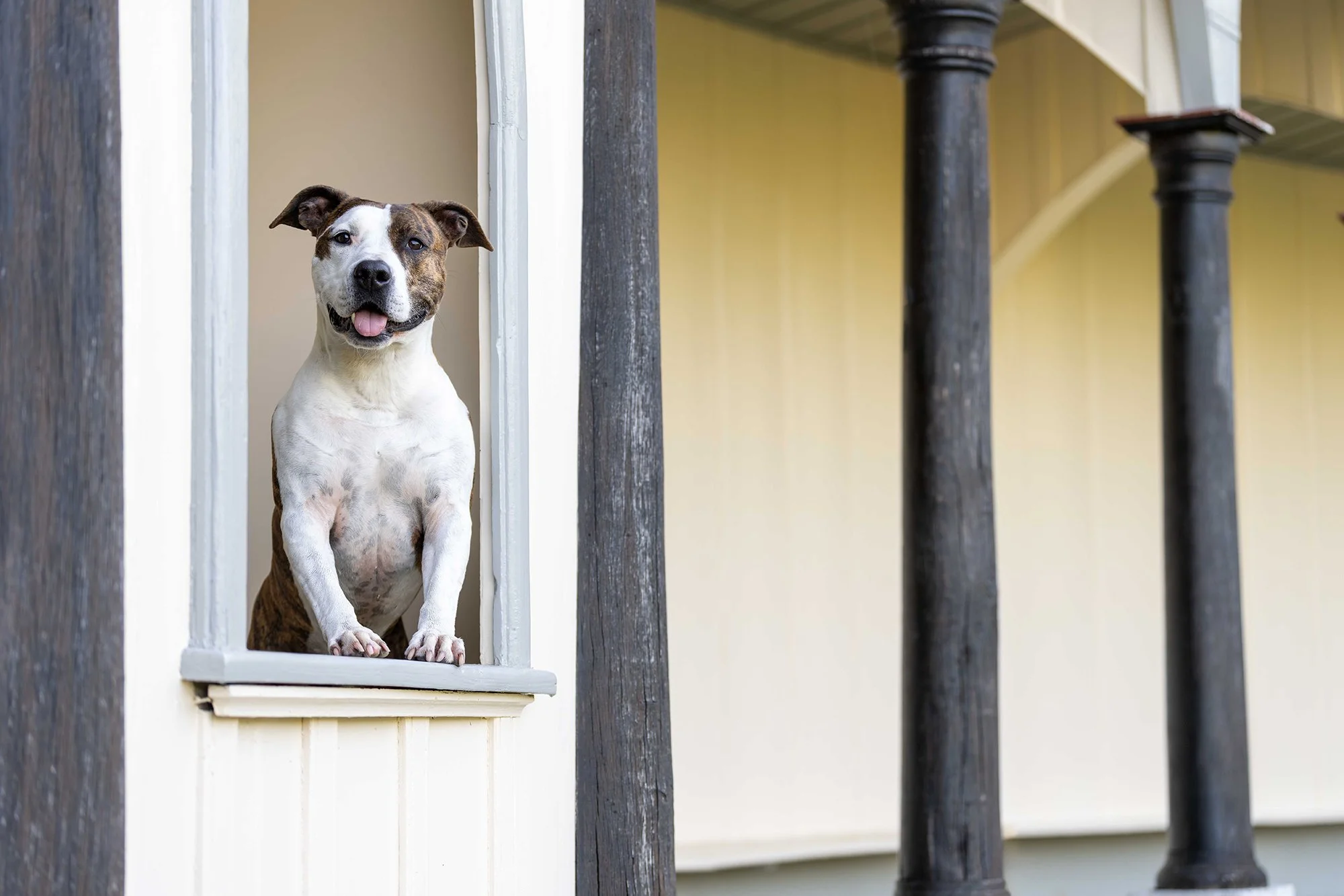 Hundefotografie Corinna Müller