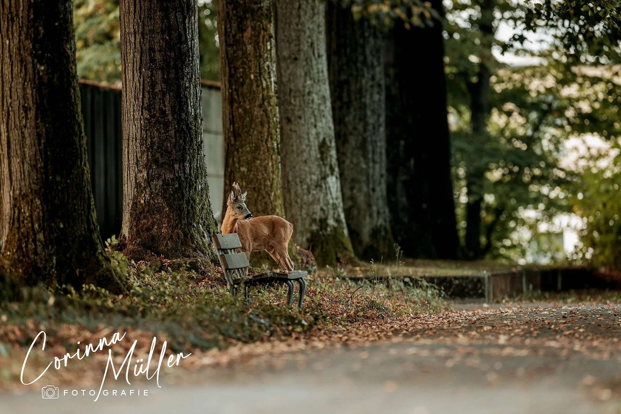 Wildtierfotografie Corinna Müller