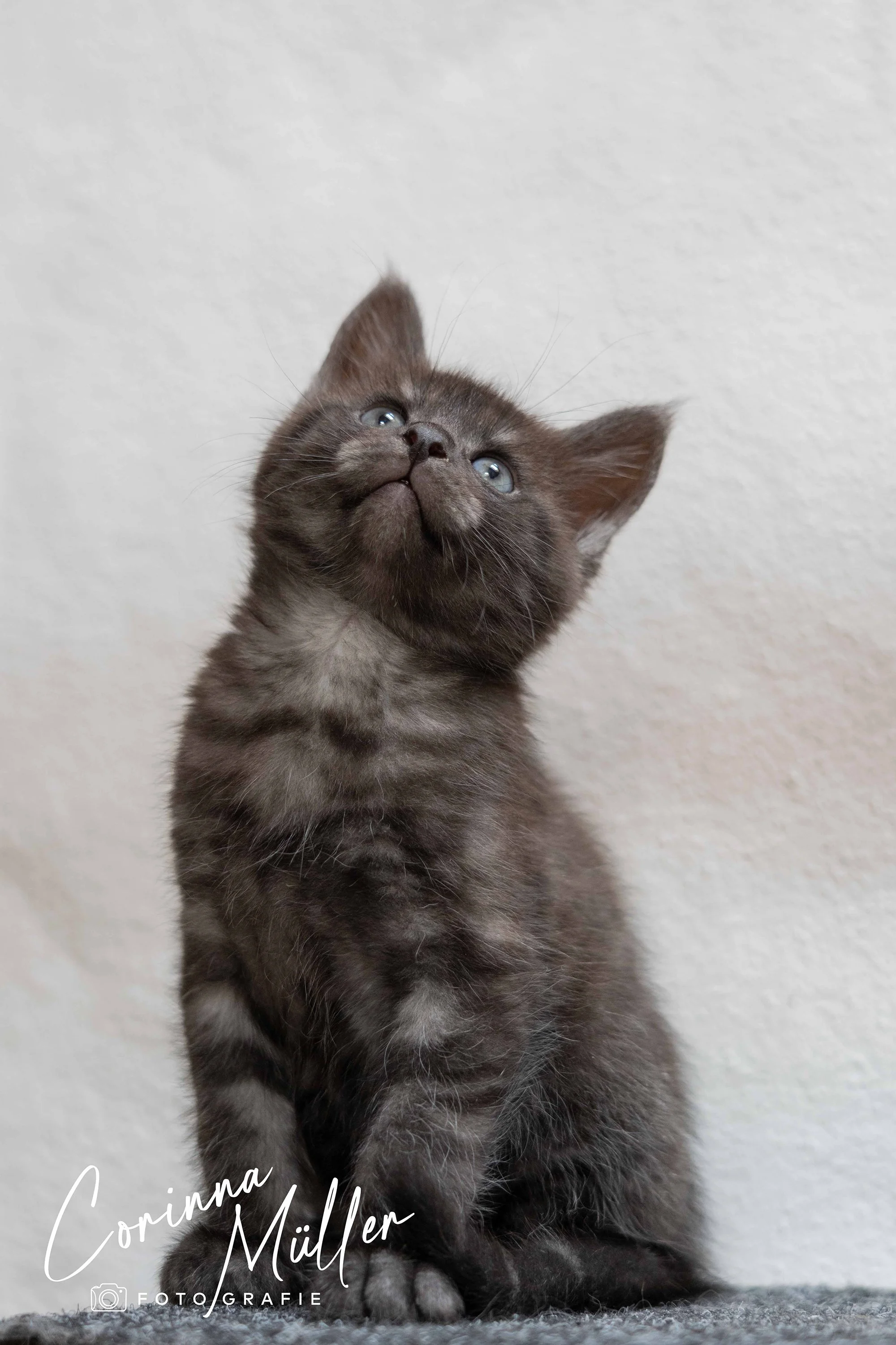 Tierfotografie Corinna Müller