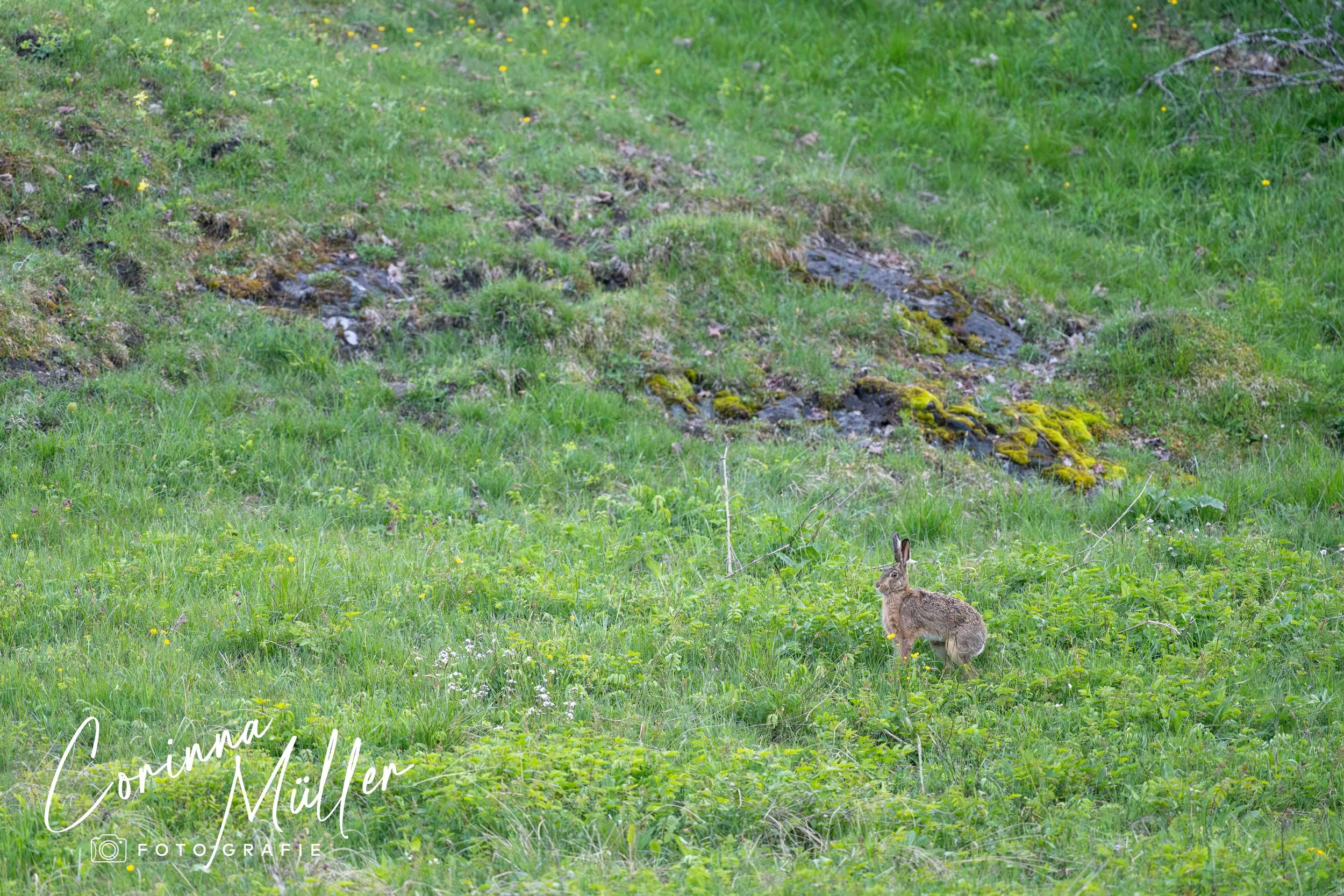 Wildtierfotografie Corinna Müller - Feldhase, Saanenland