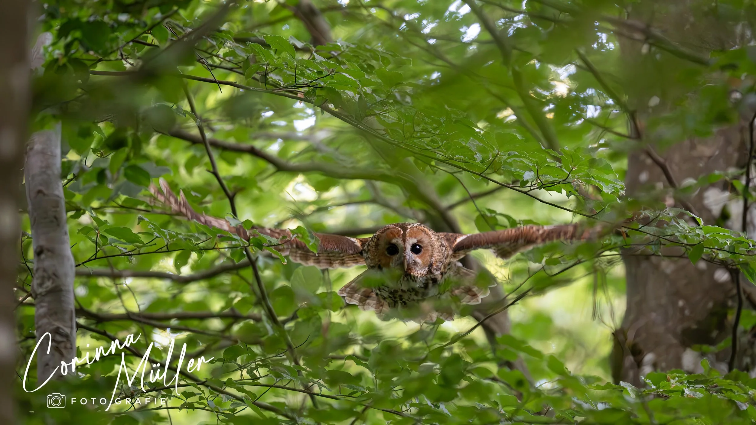 Vogelfotografie Corinna Müller - Waldkauz, Slowenien