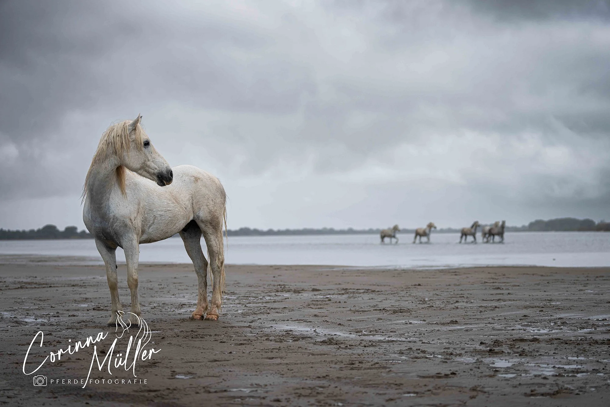 Pferdefotografie Corinna Müller