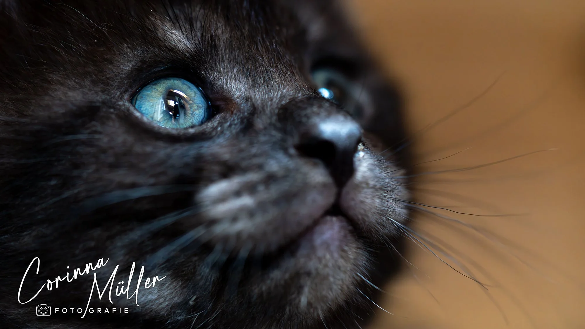 Tierfotografie Corinna Müller