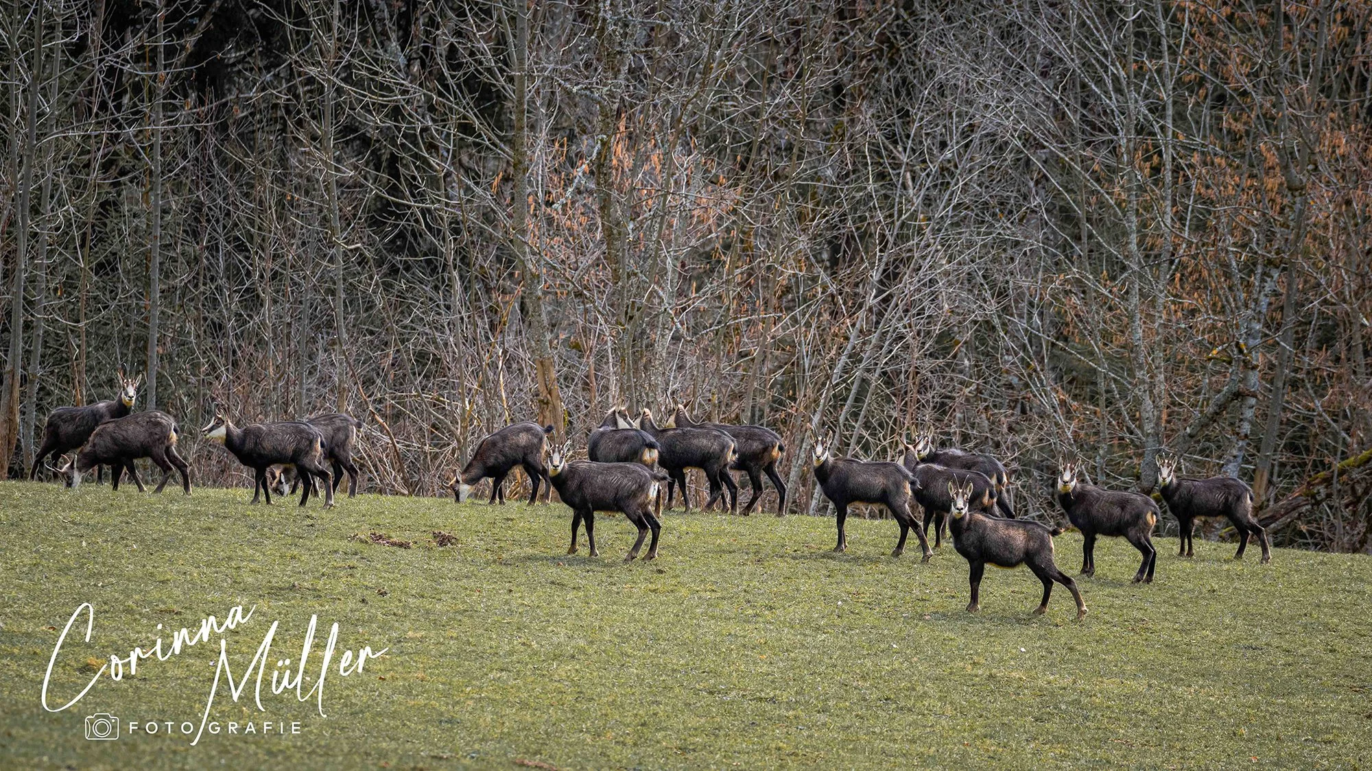 Wildtierfotografie Corinna Müller