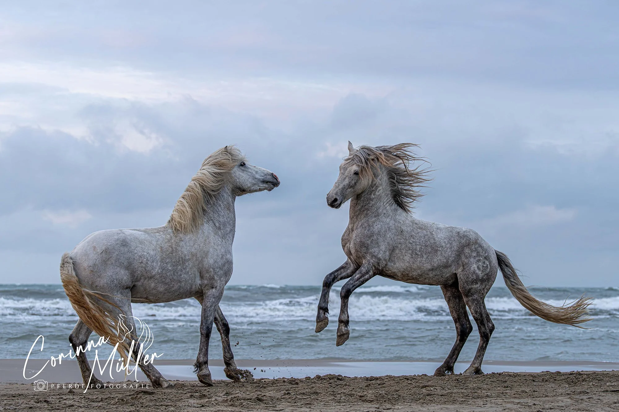 Pferdefotografie Corinna Müller