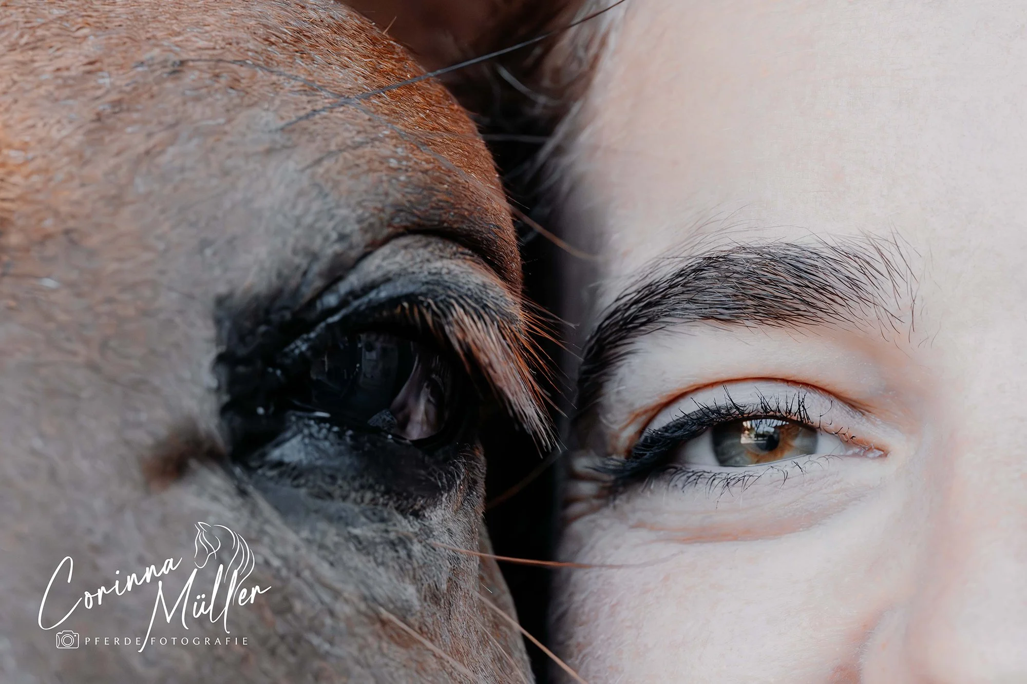 Pferdefotografie Corinna Müller