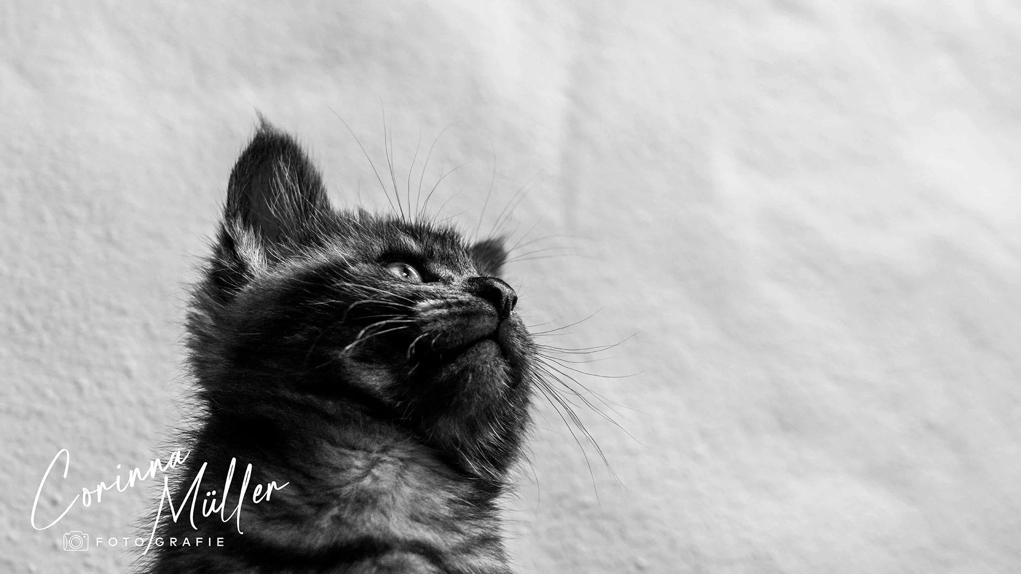 Tierfotografie Corinna Müller