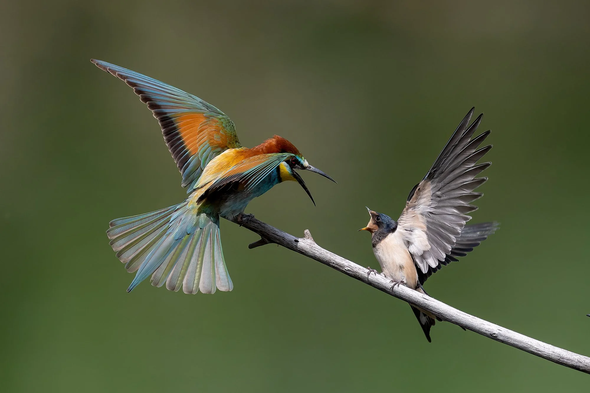 Vogelfotografie Corinna Müller