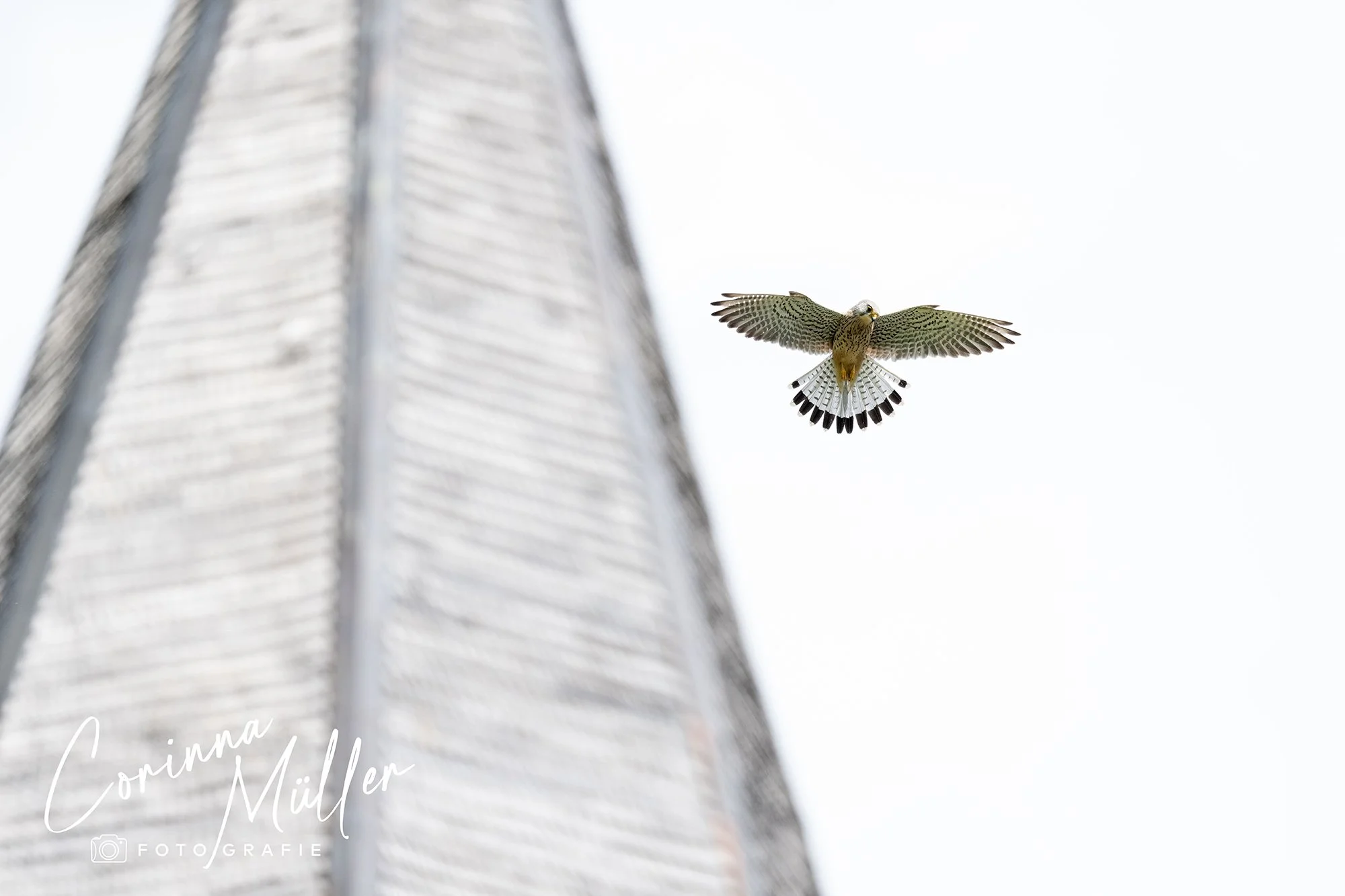 Vogelfotografie Corinna Müller