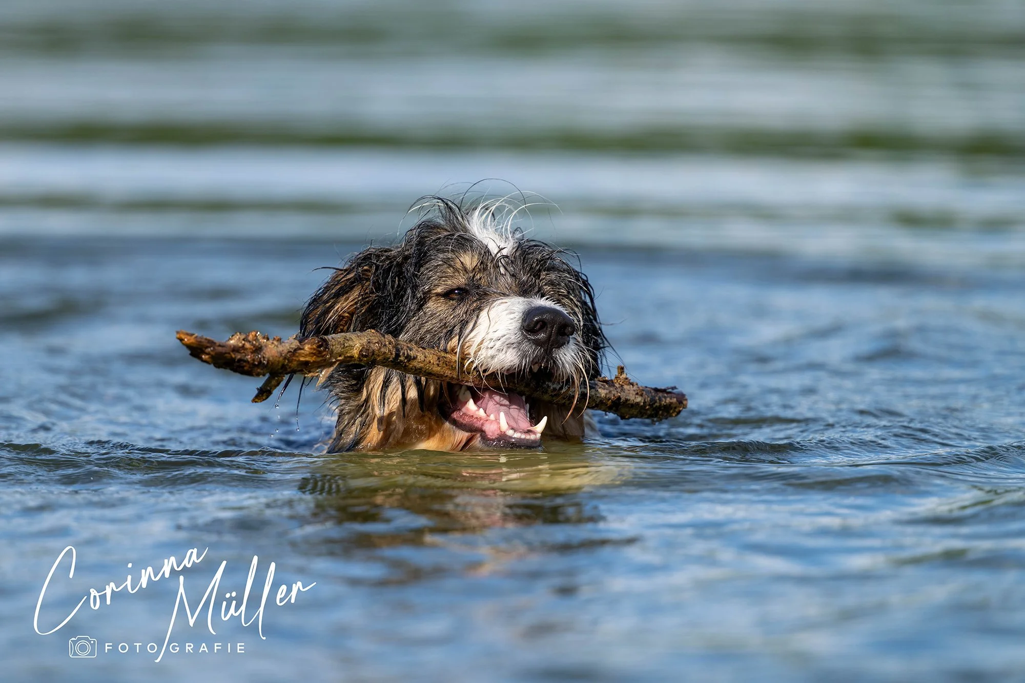 Hundefotografie Corinna Müller