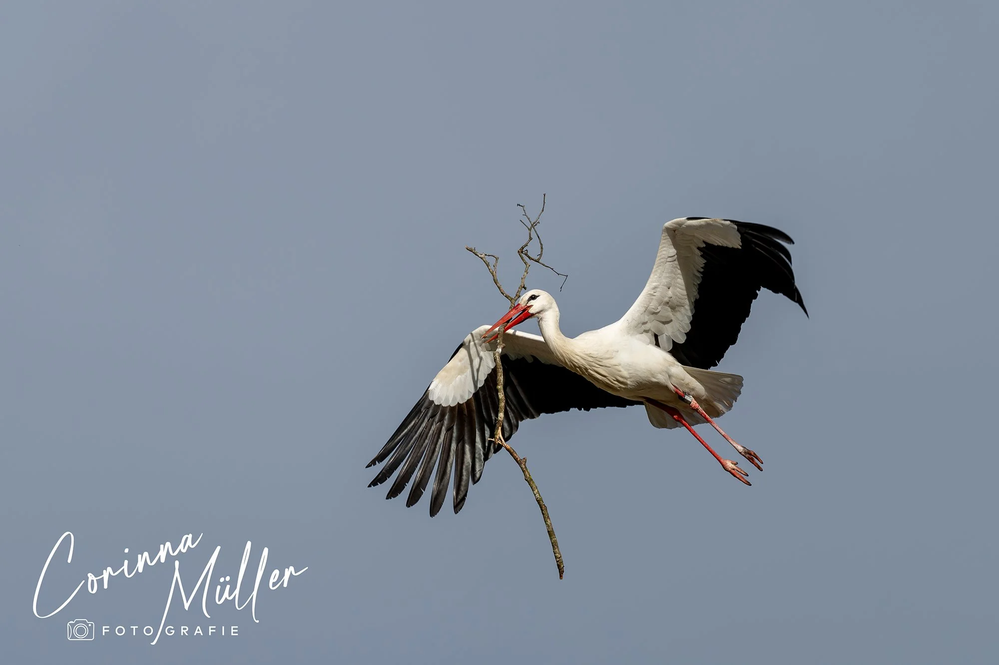 Vogelfotografie Corinna Müller
