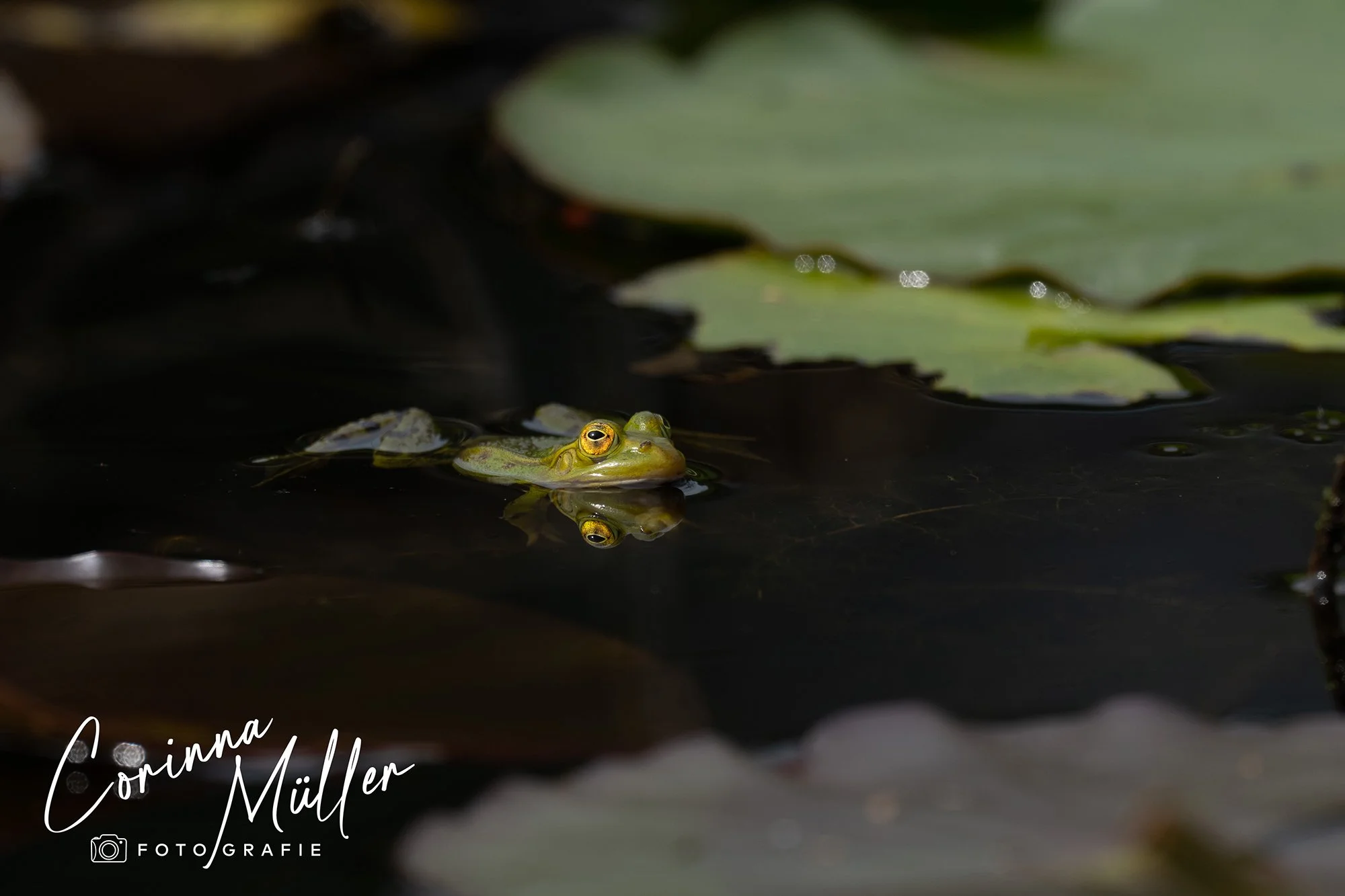 Wildtierfotografie Corinna Müller