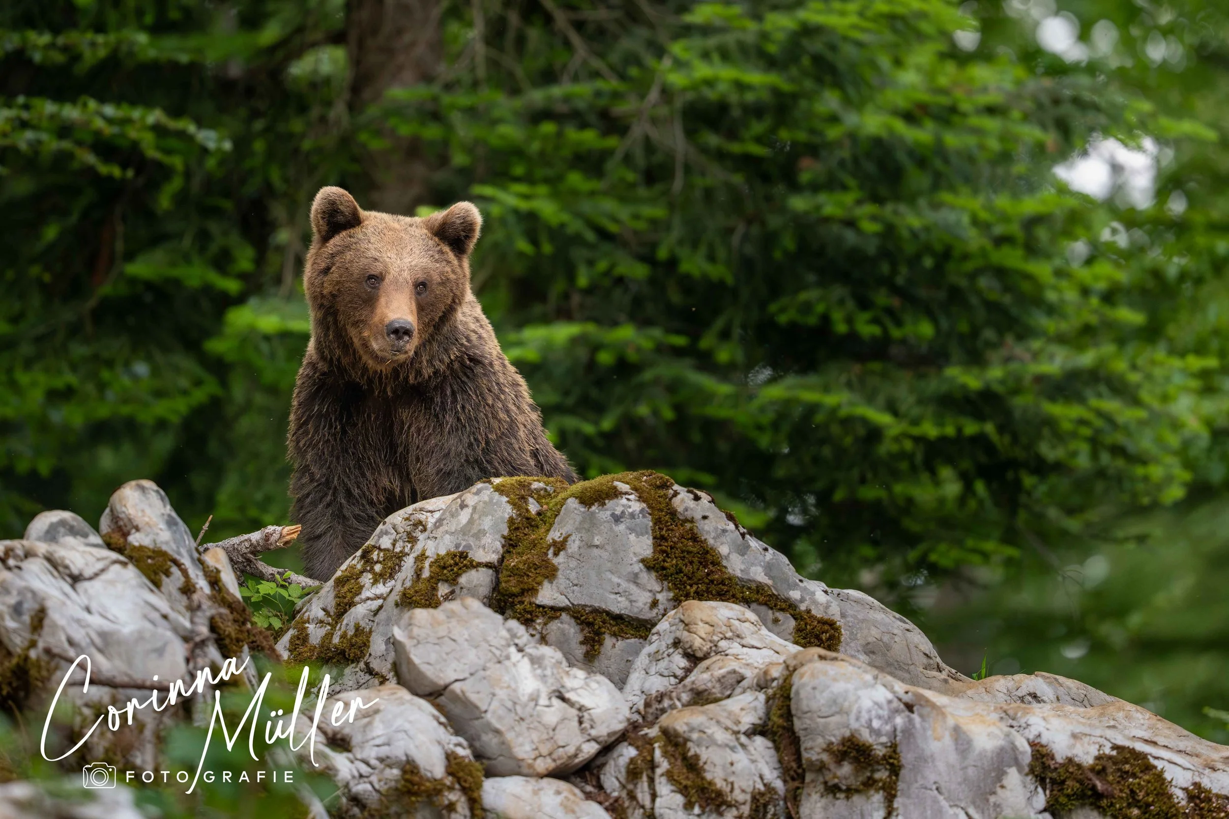 Wilditerfotografie Corinna Müller - Braunbär, Slowenien