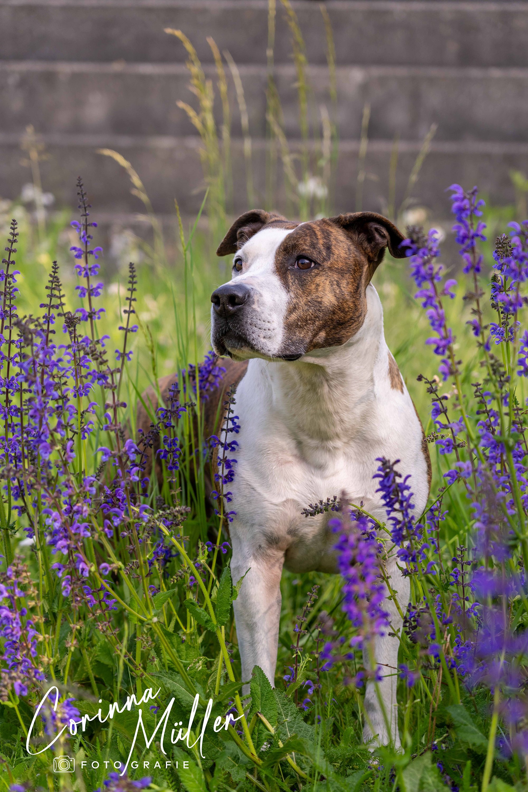 Hundefotografie Corinna Müller